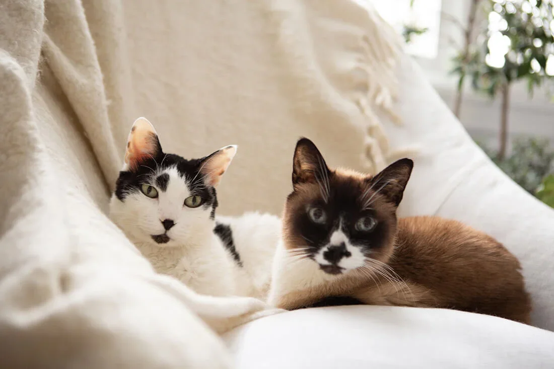 Two cats resting on a cream-colored sofa with sunlight coming through the window in the background.