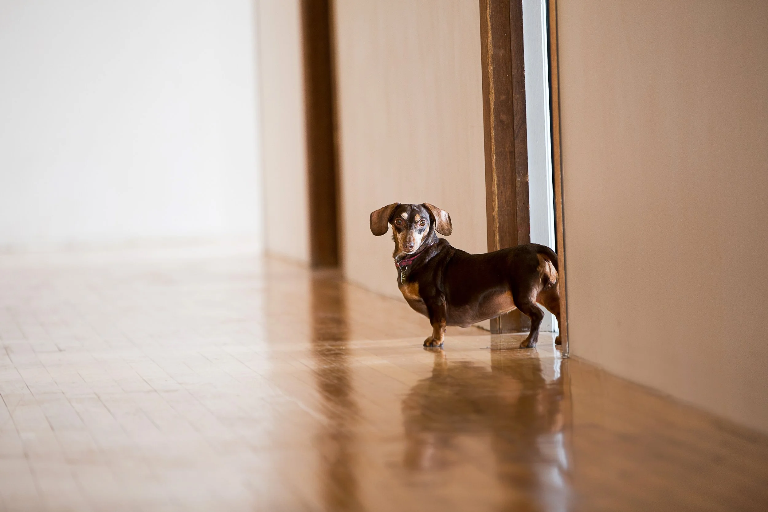 A small dog, likely a dachshund, standing in a doorway at the edge of a hardwood floor, looking towards the camera with alert eyes.