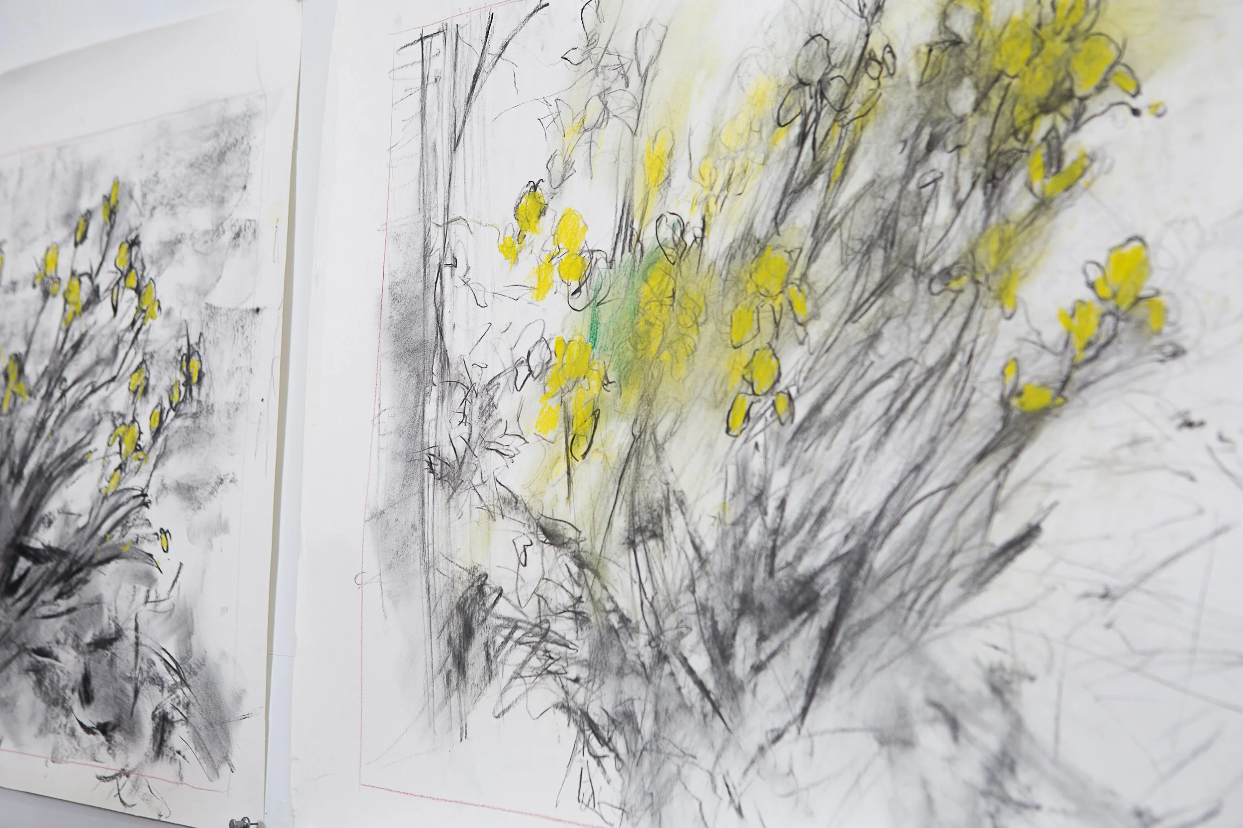 Sketches of trees and plants on white paper, with yellow highlights and some green and black lines.