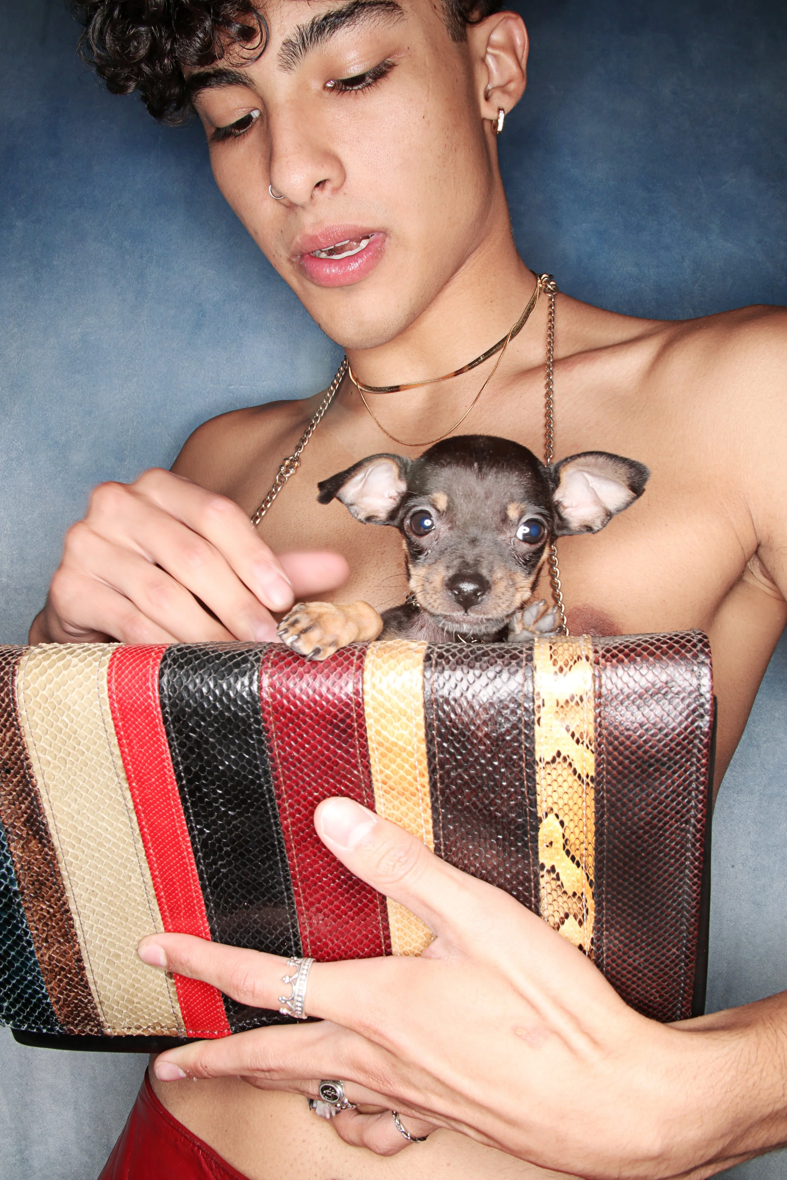 Person with curly hair, wearing jewelry, holding a multicolored textured clutch and a small dog with large ears.