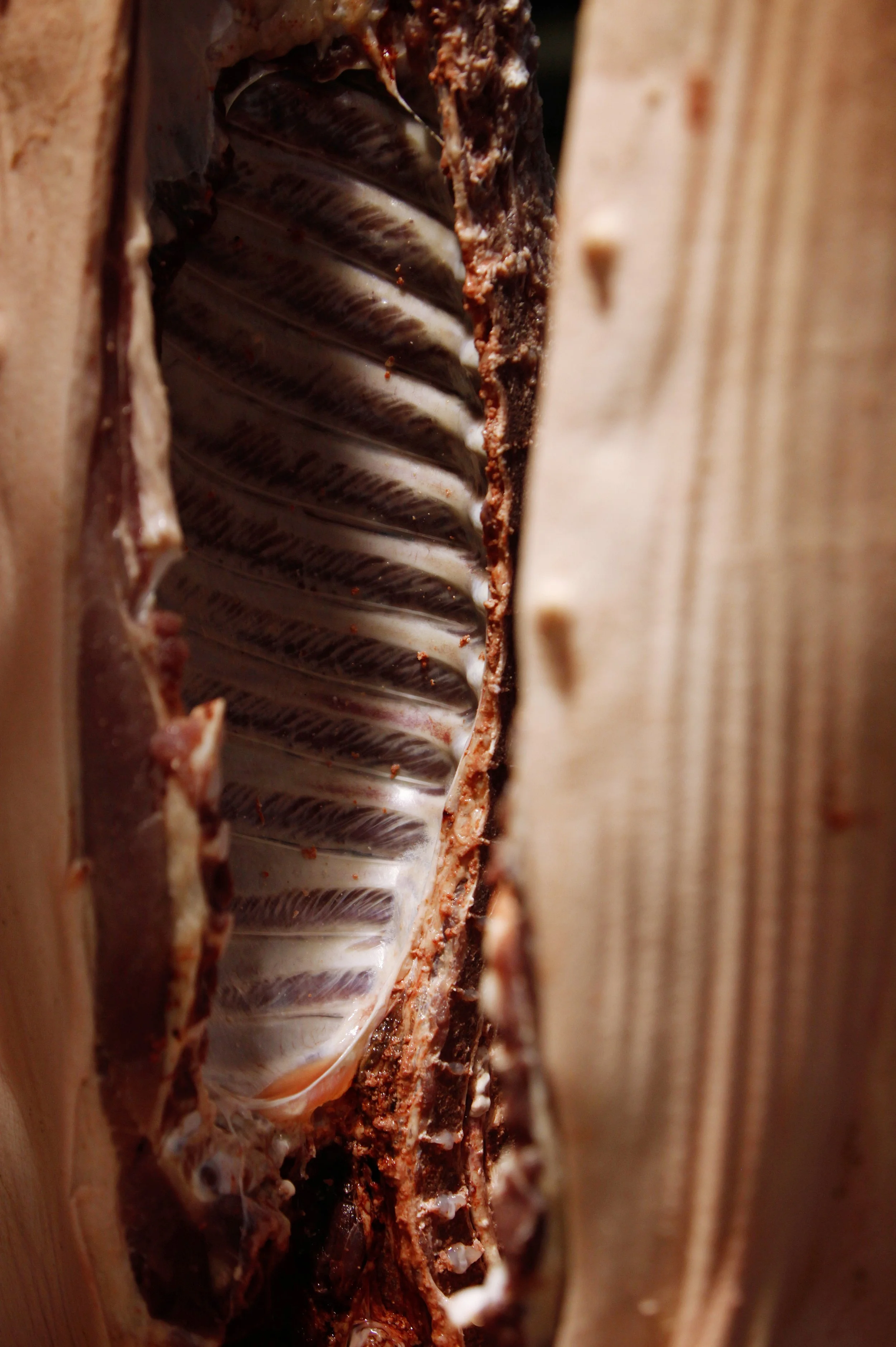 Close-up of a cut of meat showing the ribs and marbled fat inside.