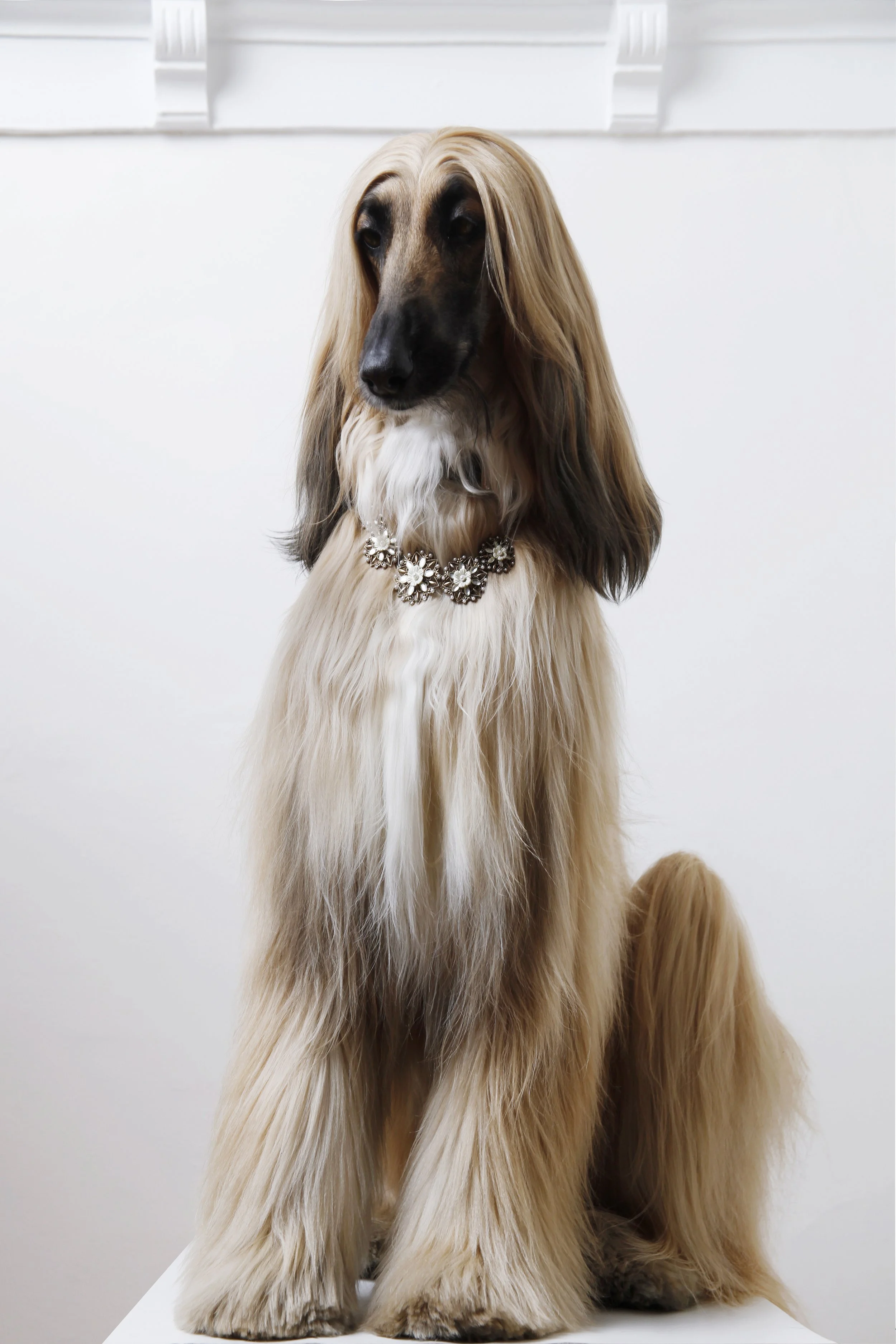 A long-haired dog sitting on a white surface against a plain background, wearing a decorative necklace with flowers.