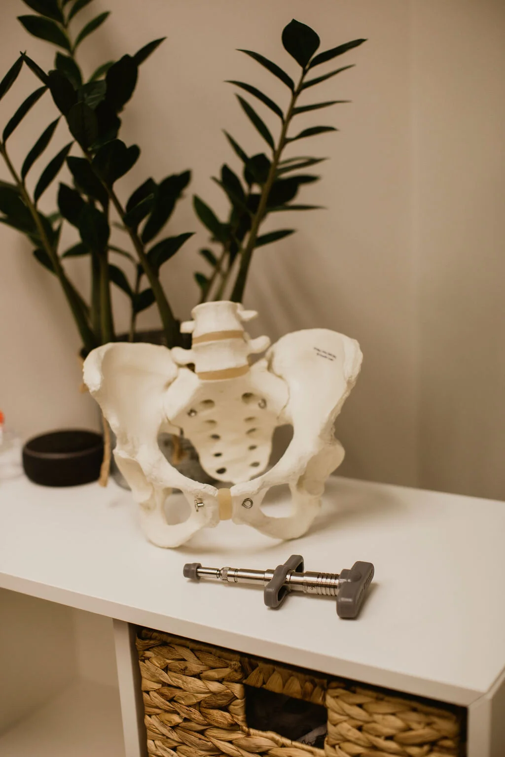 A model of the human pelvis and lower spine, a small black container, and a metal clamp on a white table, with green leafy plants in the background.