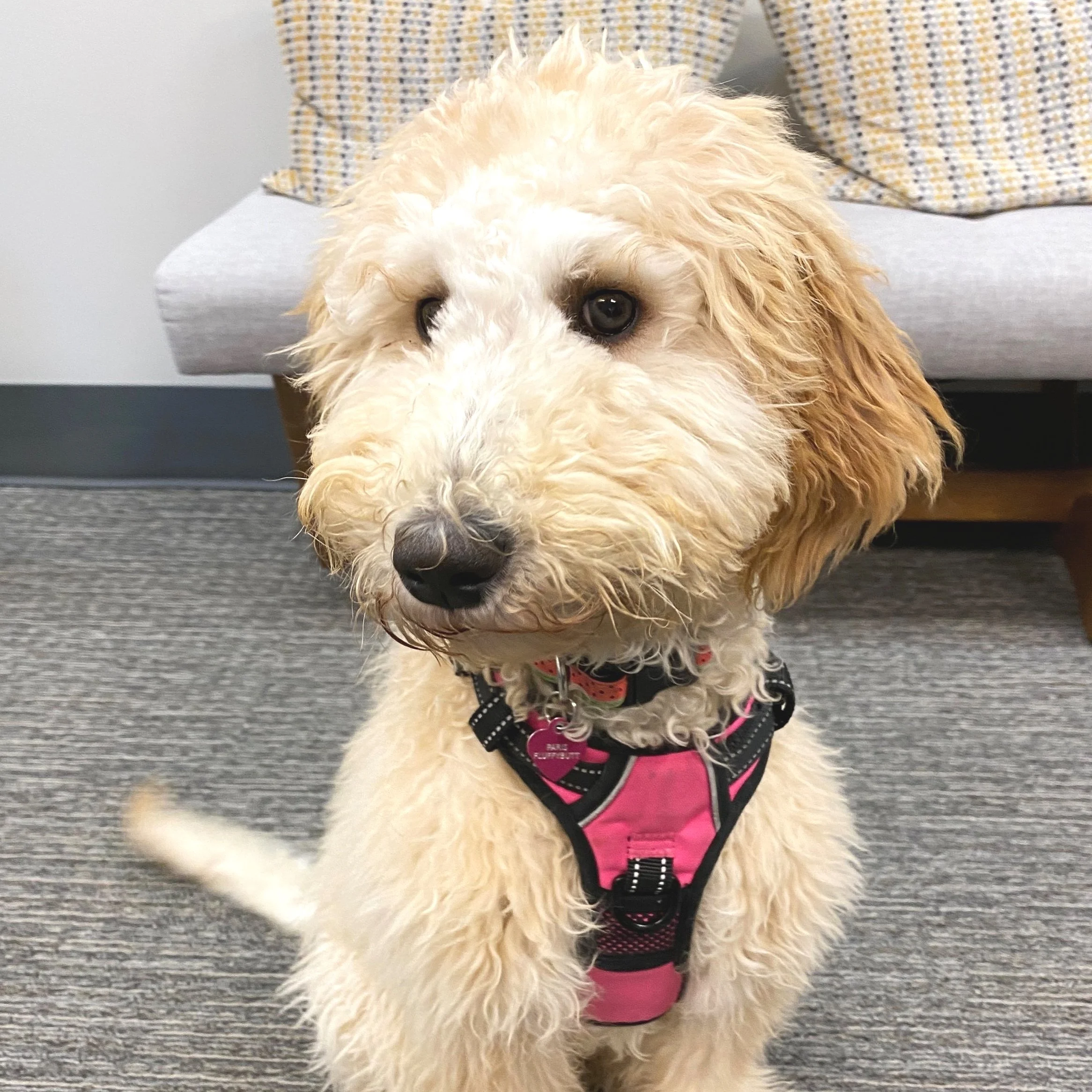 Close-up of a fluffy, light-colored dog with dark eyes, wearing a pink and black harness with a pink heart-shaped tag, sitting on a gray carpeted floor in front of a gray bed and a yellow, white, and black patterned pillow.
