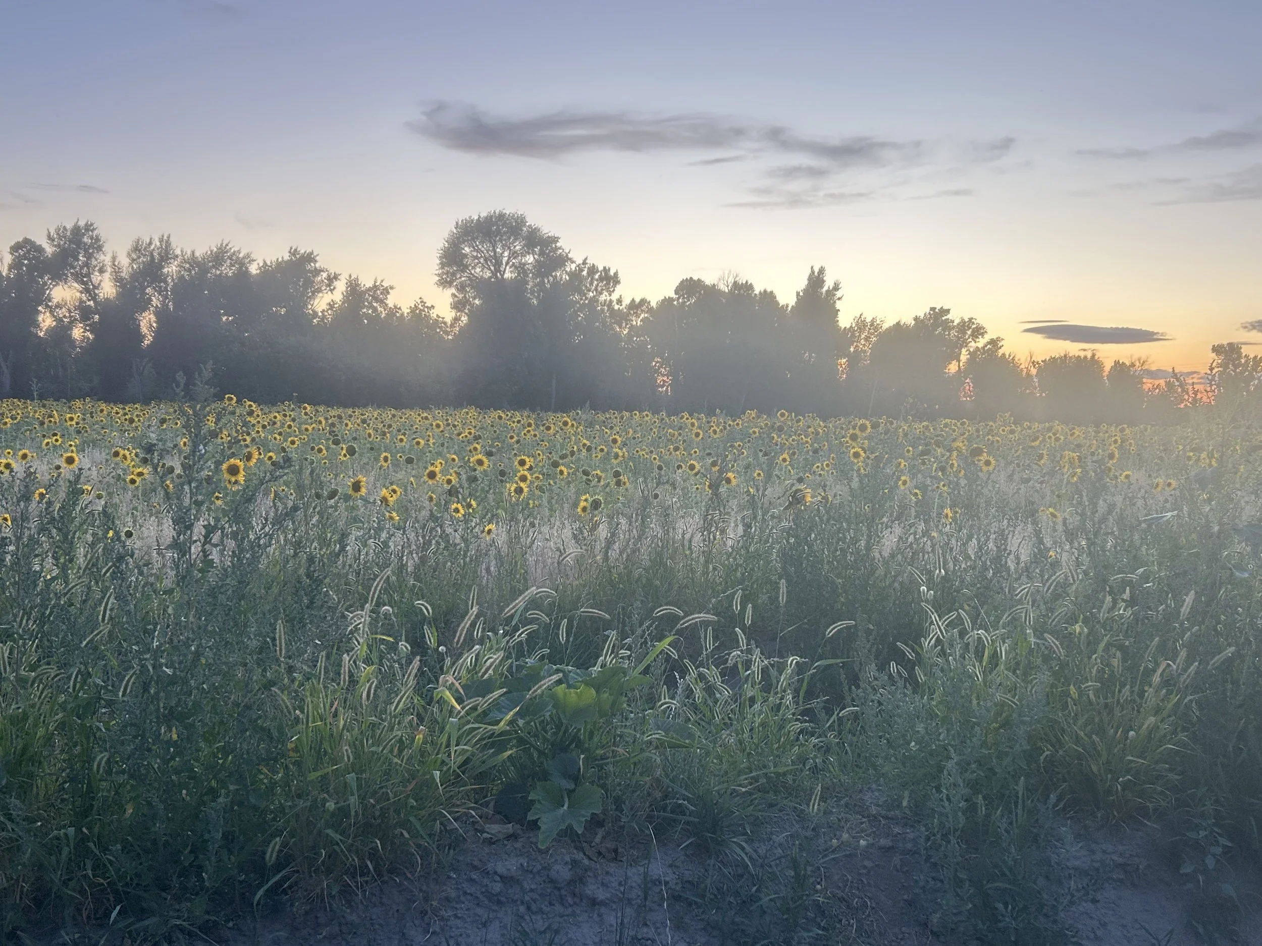A field of sunflowers at sunset with trees and a cloudy sky in the background.