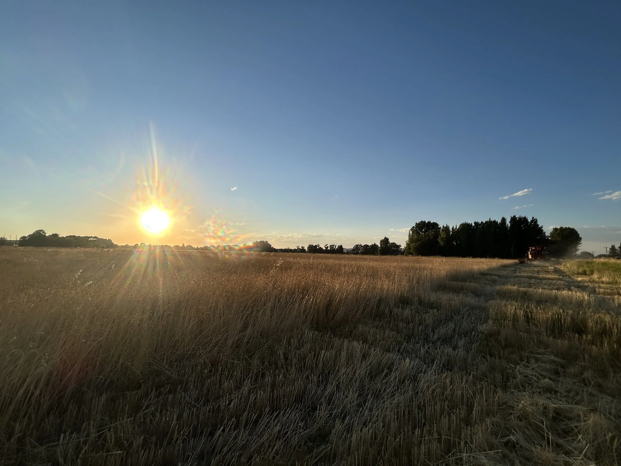 A rural landscape at sunset with a field of tall grass, a tractor on a dirt path, and a line of trees in the distance under a clear blue sky.