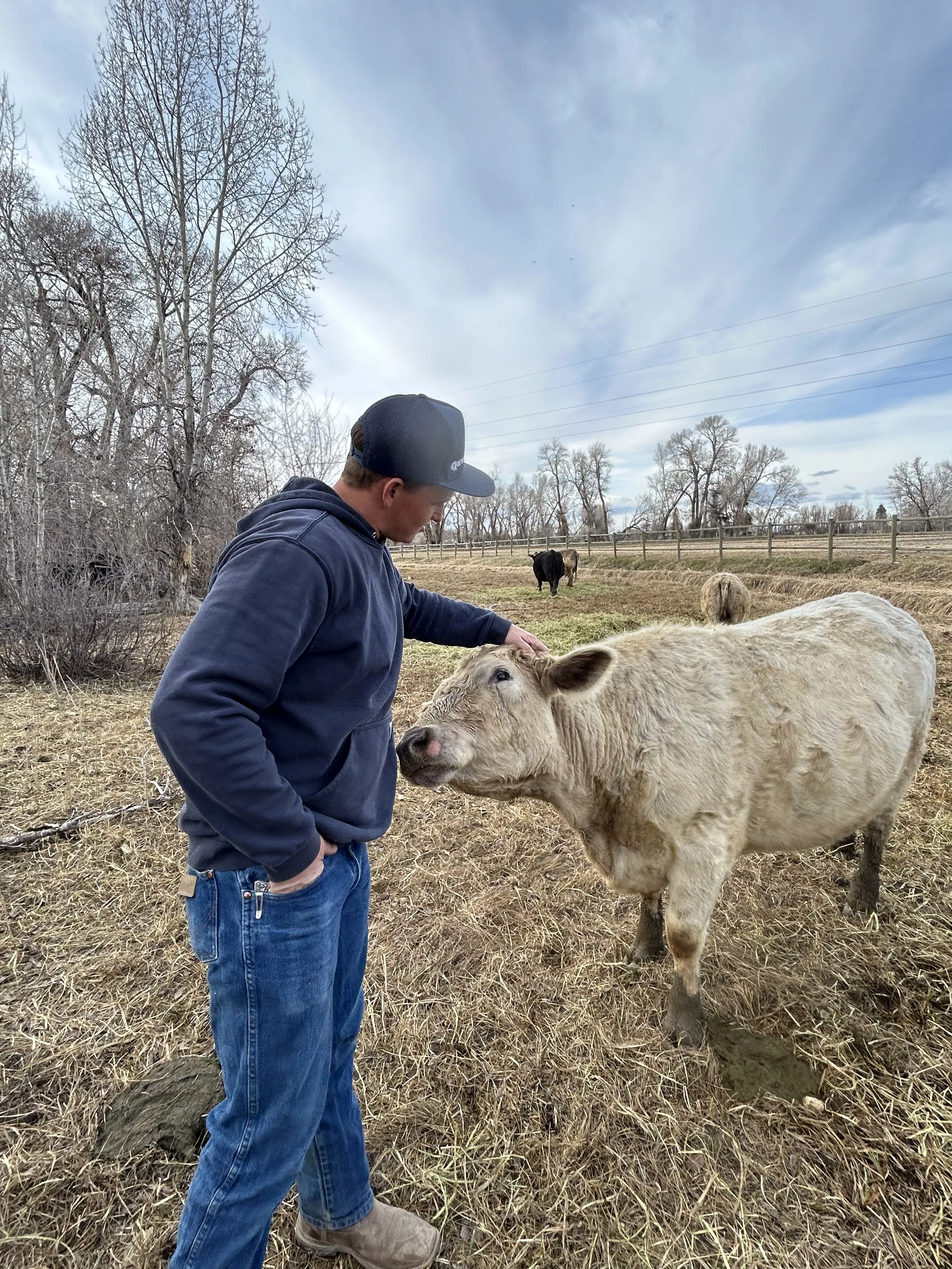 A man wearing a black baseball cap, hoodie, and jeans gently petting a beige calf on a farm pasture during daytime. In the background, a black calf and a light brown calf are near a wooden fence, with leafless trees and a partly cloudy sky overhead.