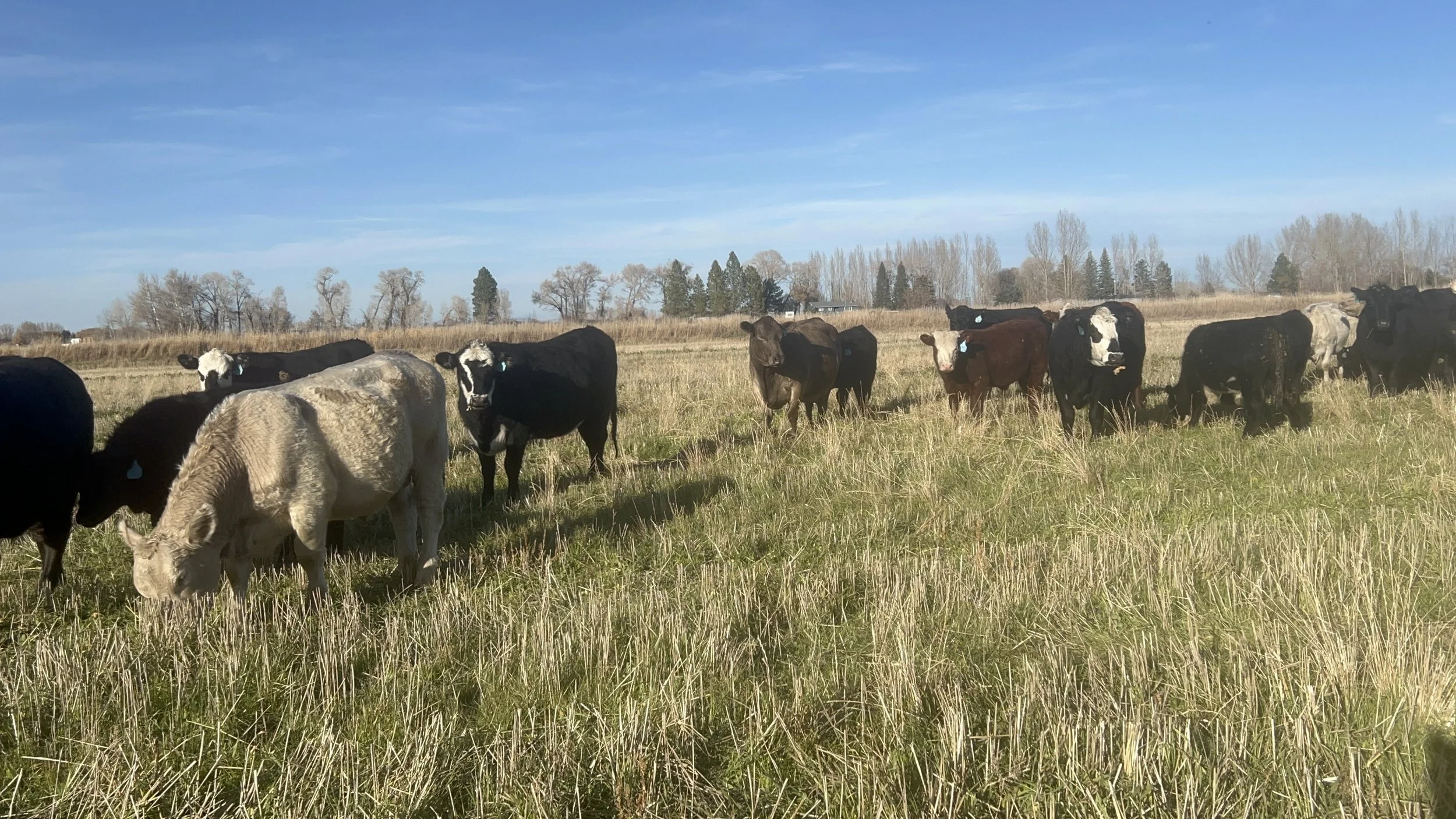 A herd of cows grazing in a grassy field under a blue sky with some clouds.