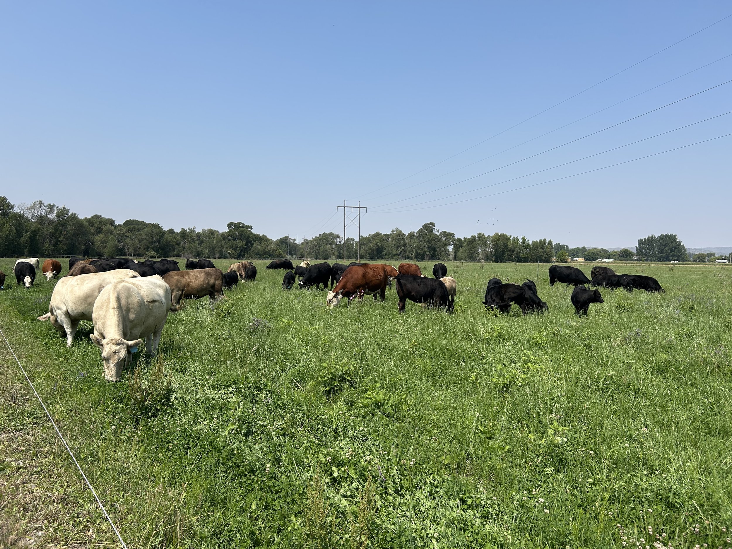 Premium Beef Monthly Subscription