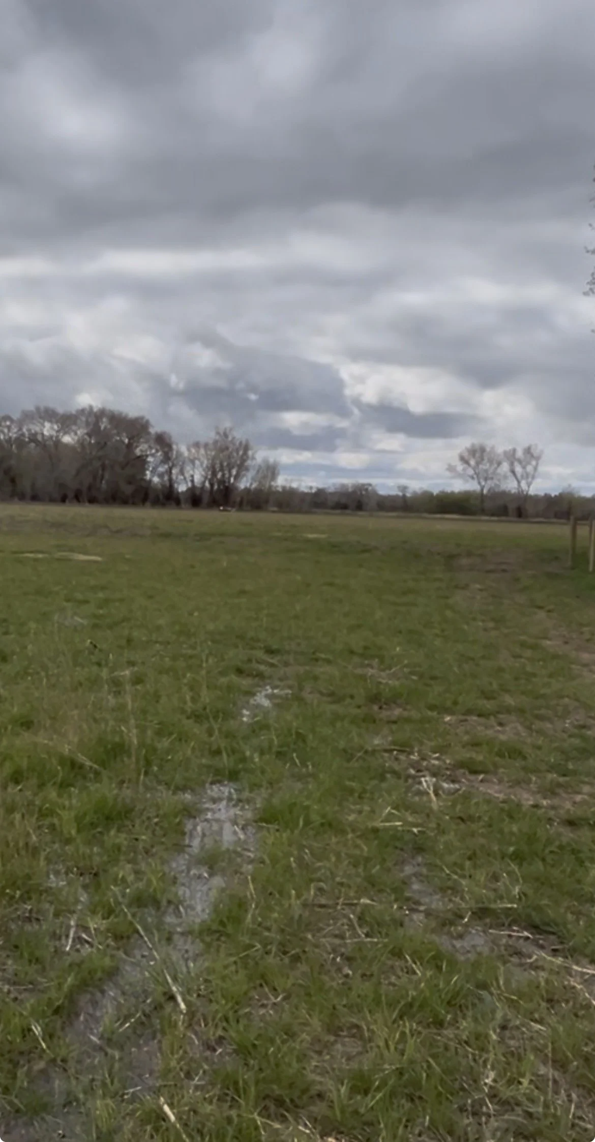 A grassy field under a cloudy, gray sky with scattered trees in the distance.
