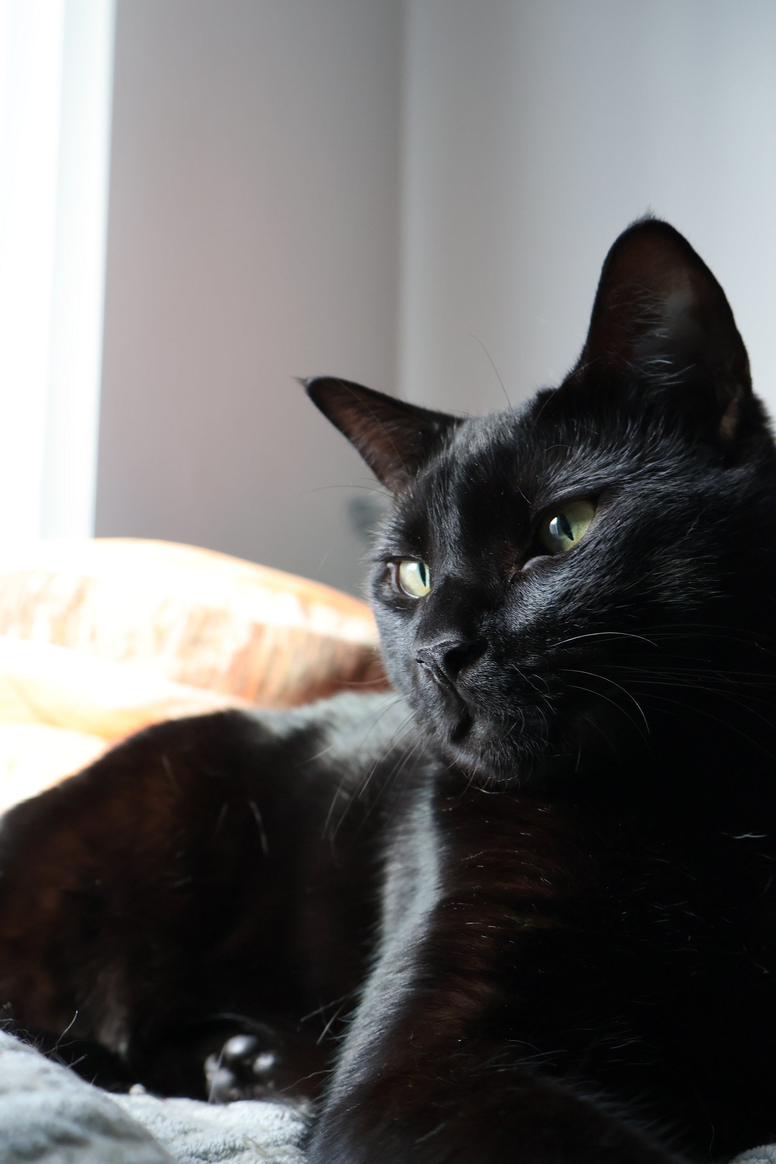 Close-up of a black cat with green eyes lying on a soft surface, with a plain wall in the background.