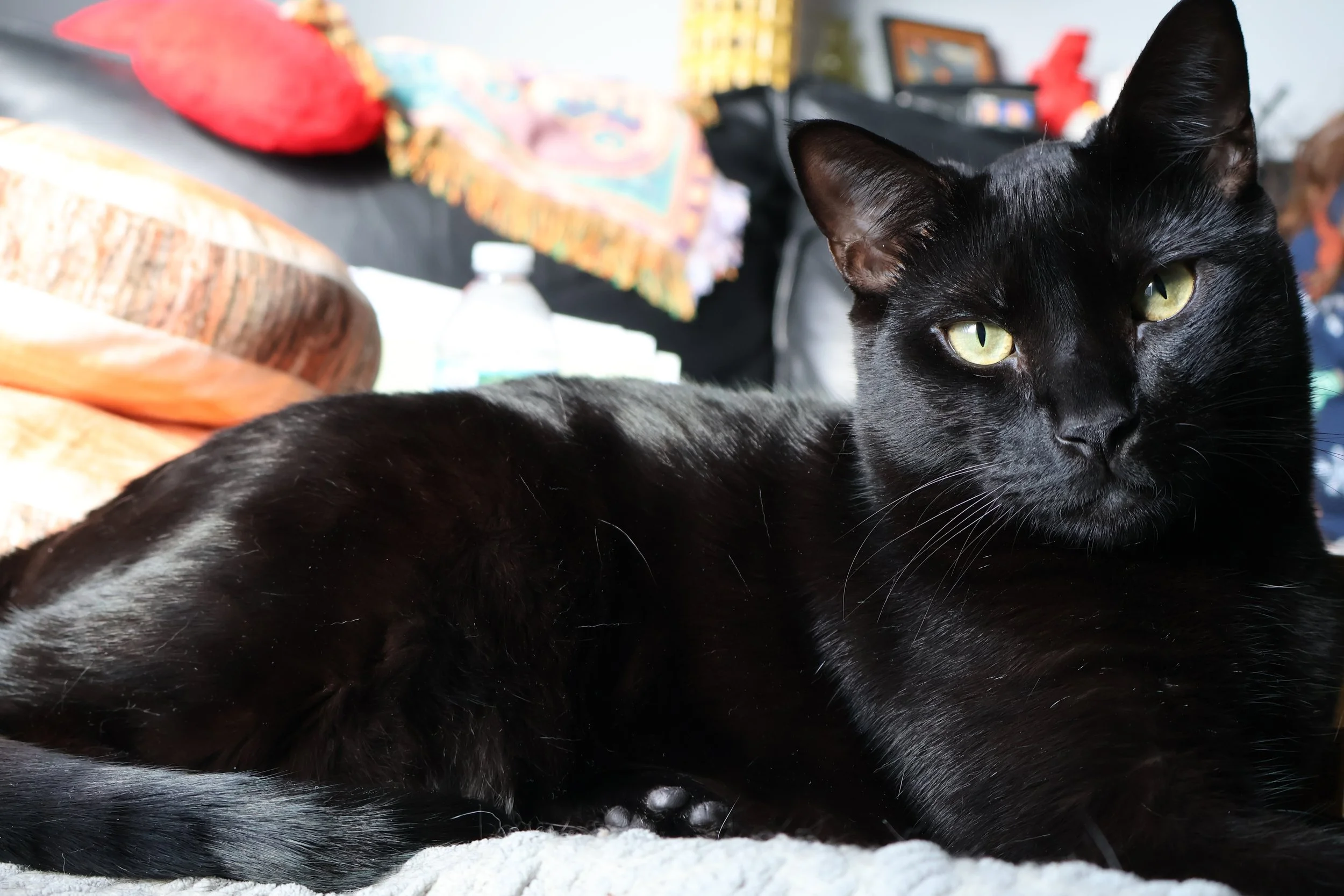Close-up of a black cat with yellow-green eyes lying down on a soft surface with colorful objects and a blurred background behind it.