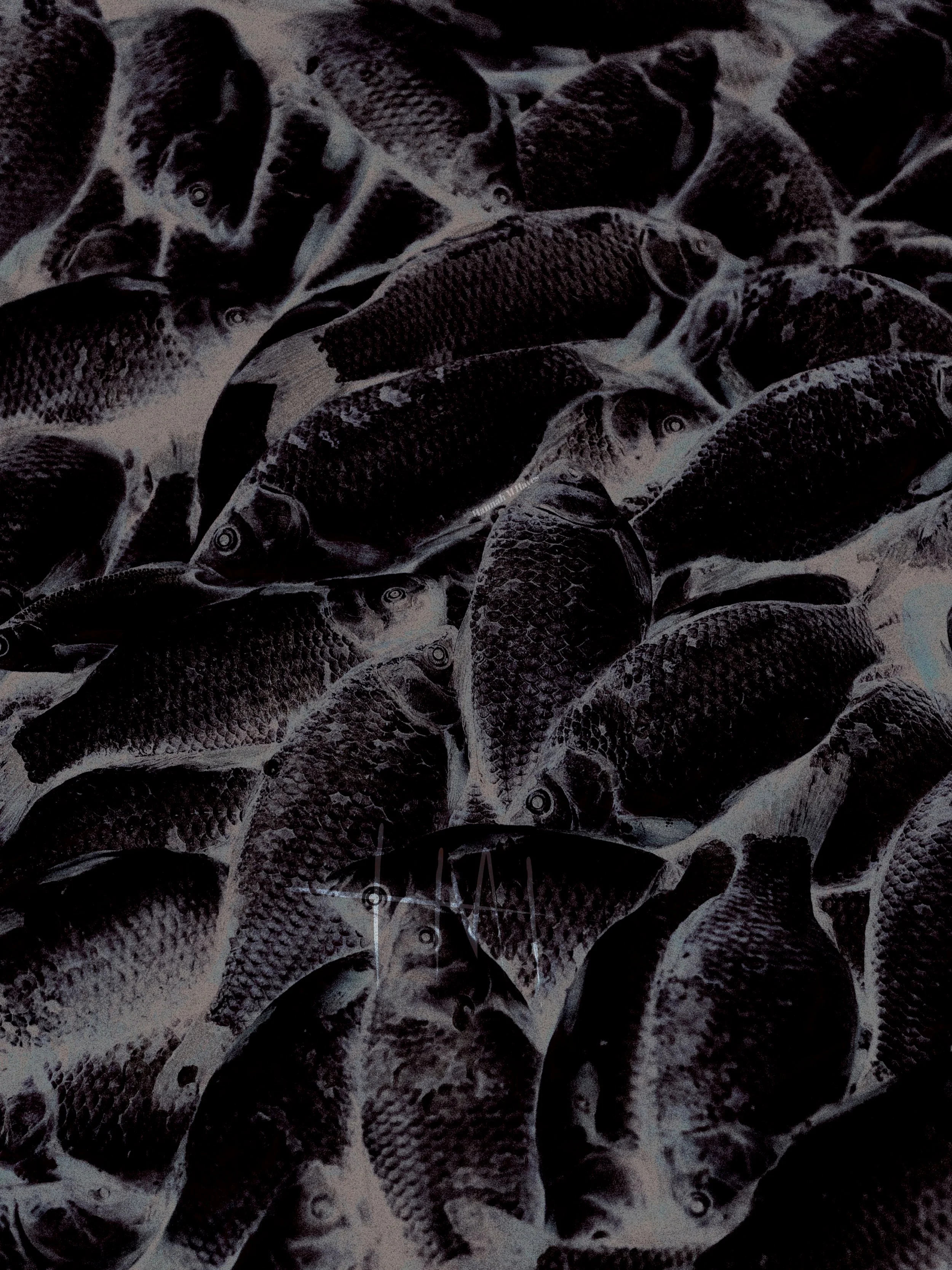 Black and white photo of numerous fish scattered on a surface.