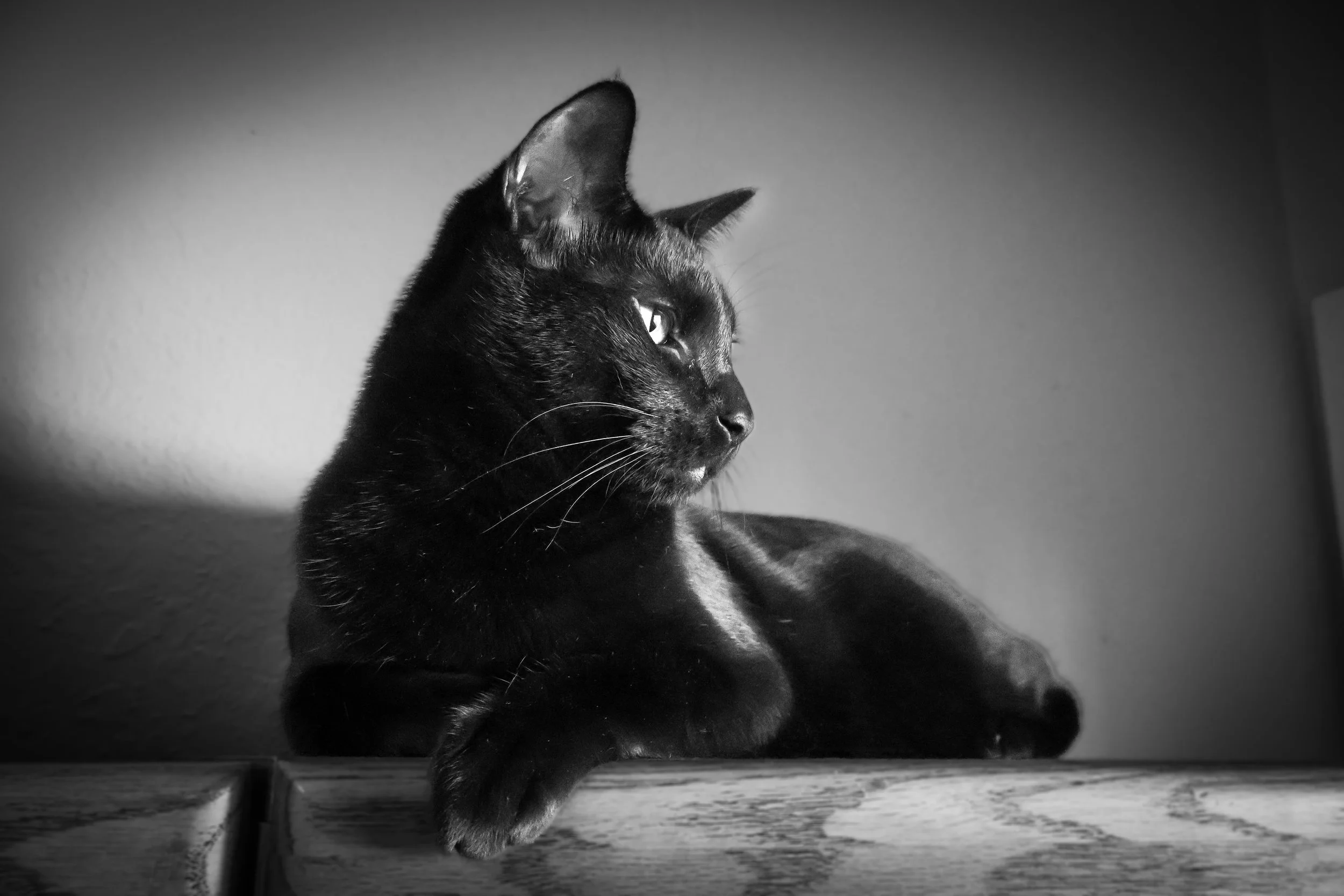 Black cat sitting on a wooden surface, looking to the right, with a plain wall in the background, in black and white.