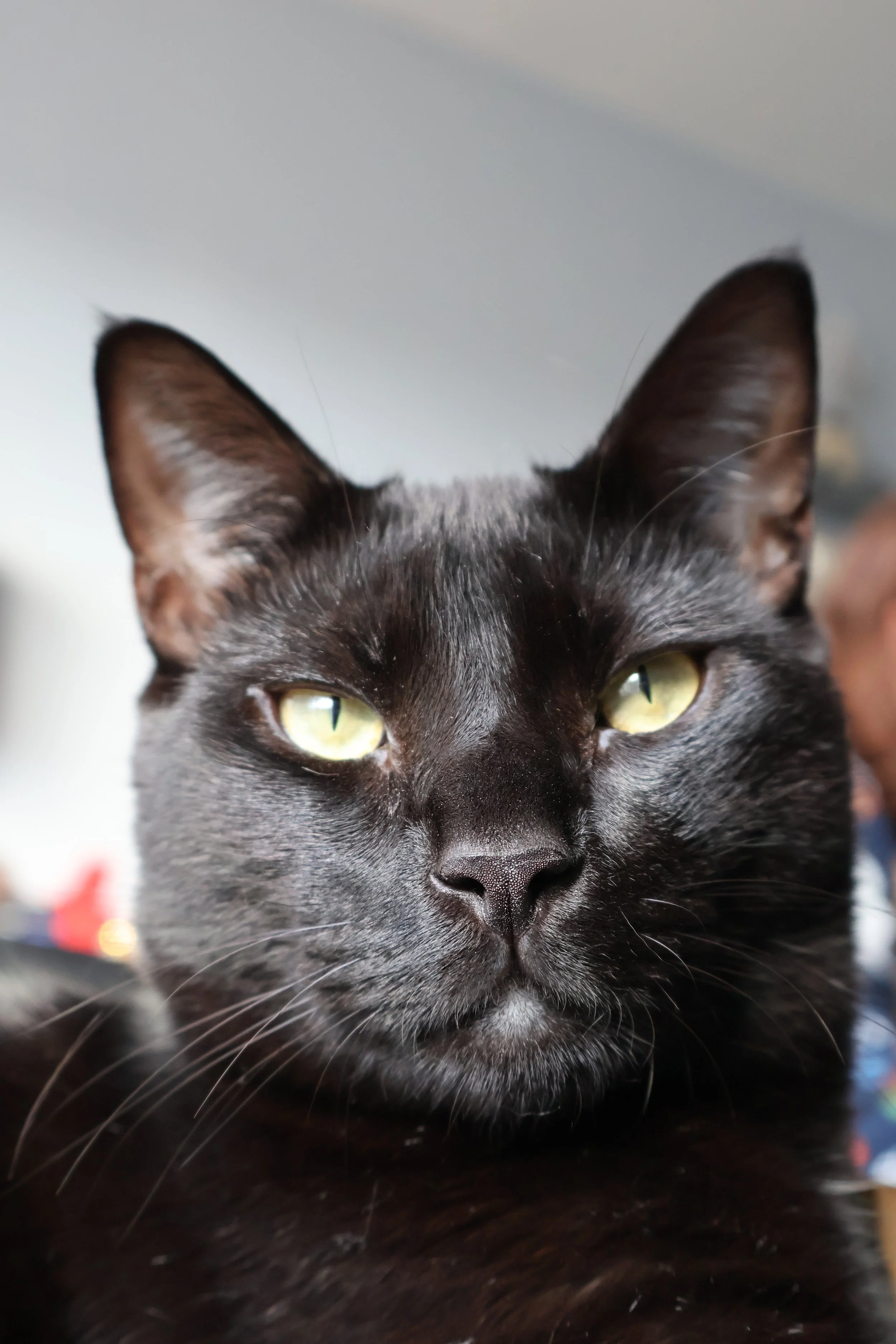 Close-up of a black cat's face with yellow-green eyes, showing its ears, eyes, nose, and whiskers.