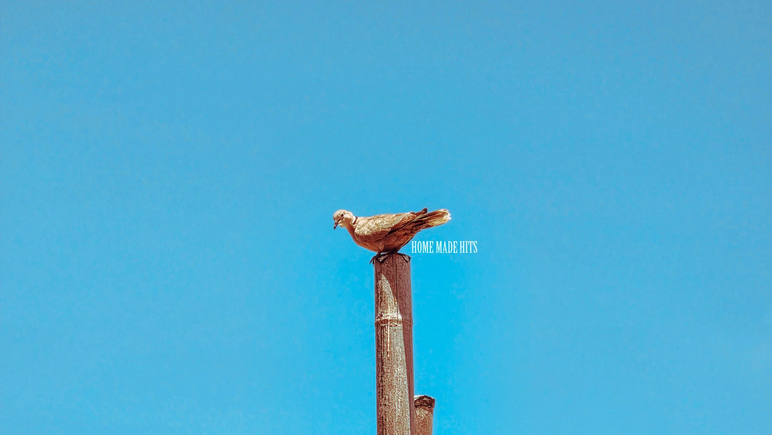 A pigeon perched on top of a wooden post against a clear blue sky with the text "HOME MADE HITS"