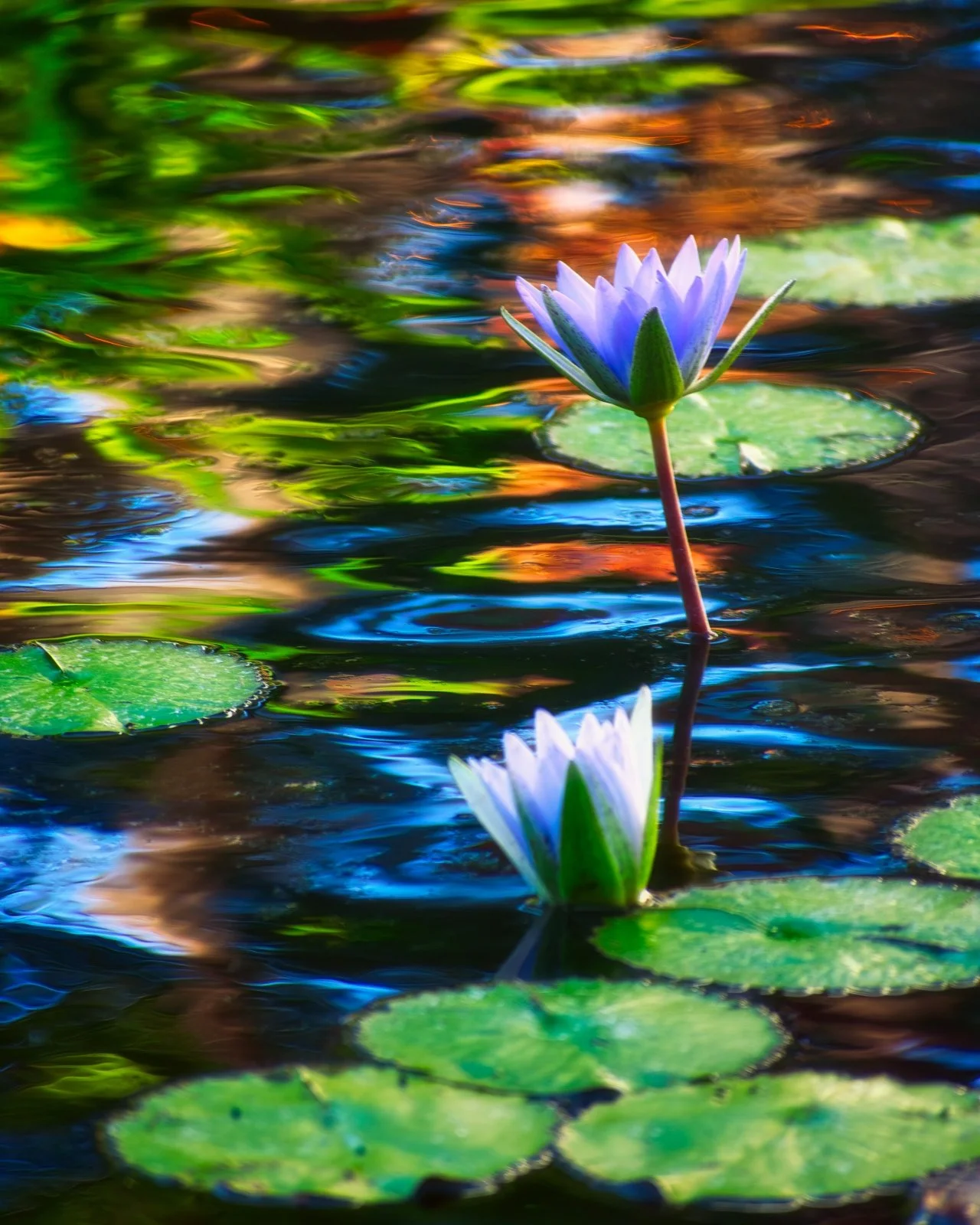 Monet Dreams—Water lilies bloom from a Koi pond in Waikoloa. Water lilies are beautiful to behold, but they also have an amazing scent. Most people are not aware of this as getting to the water lily usually involves getting through the water in order