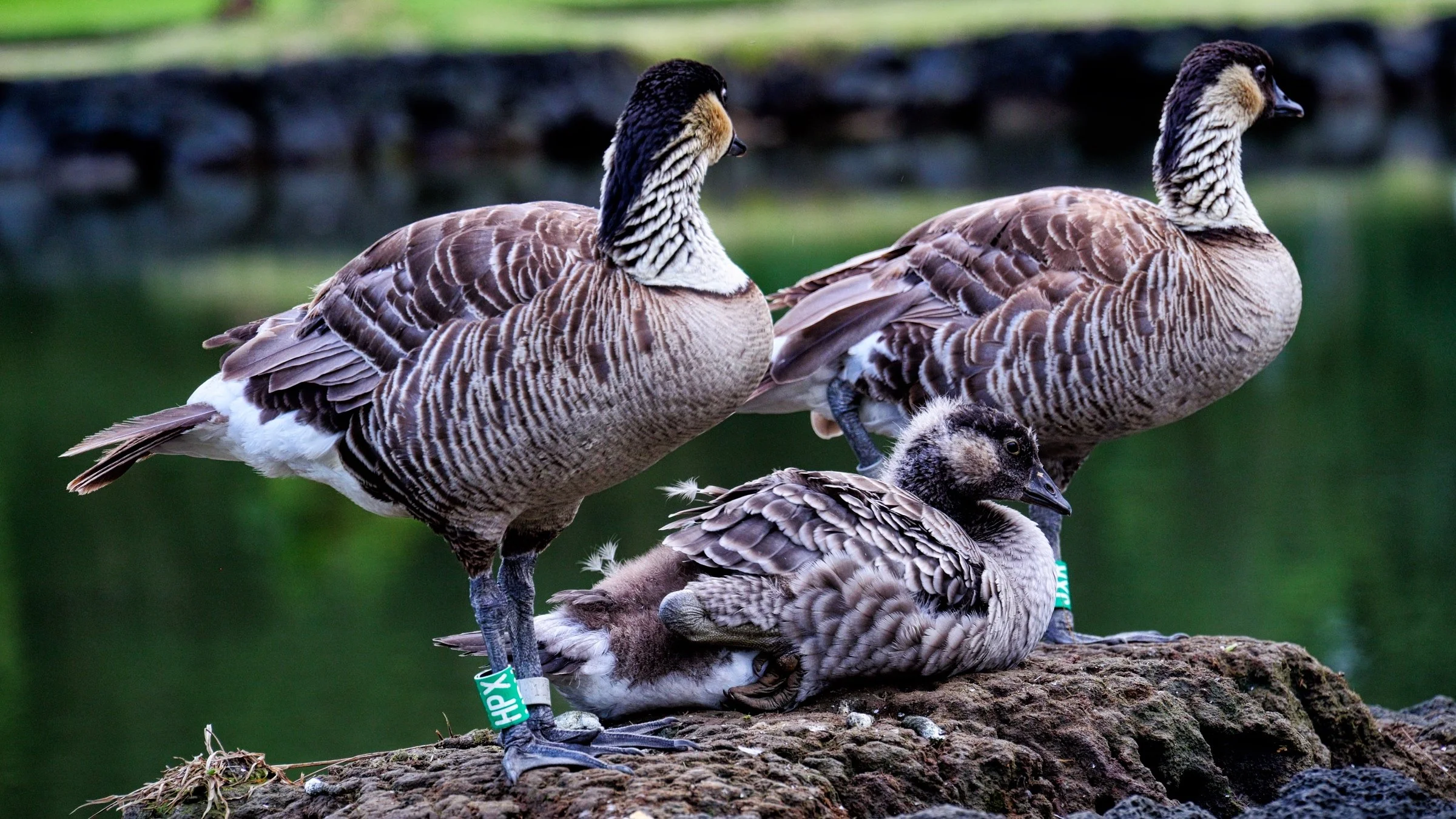 Family in the Park.jpeg
