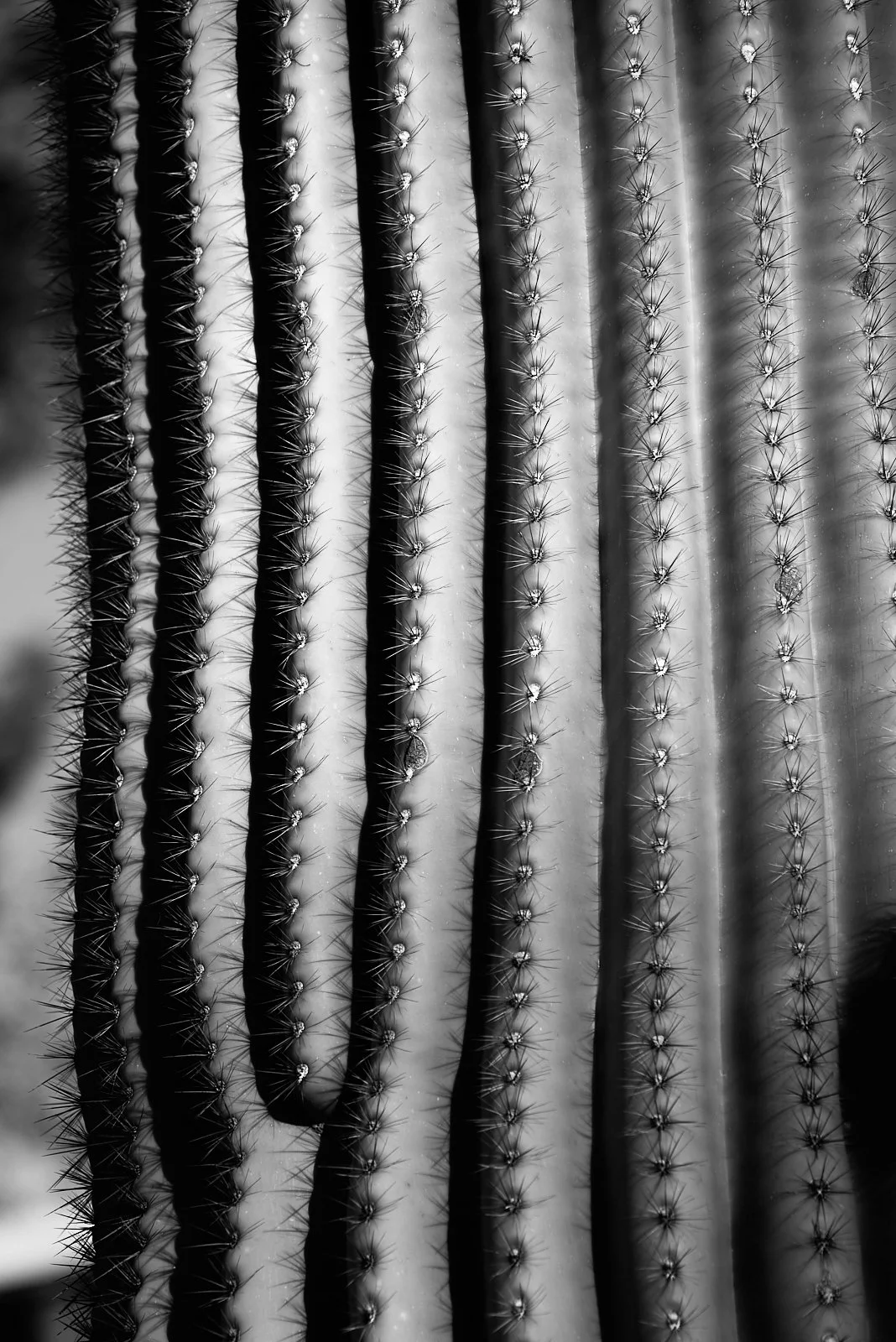 Saguaro_Ribs.jpg