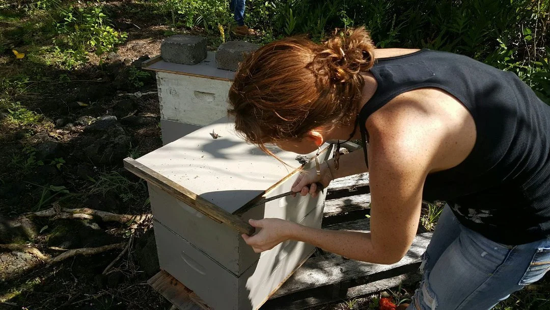 Christine Pierce opening a beehive in Hawaii