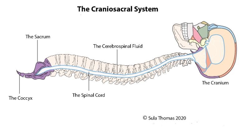 the craniosacral system.JPG