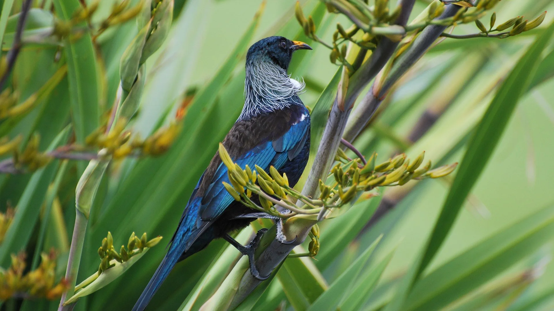 A Tui at Wairakei.jpg