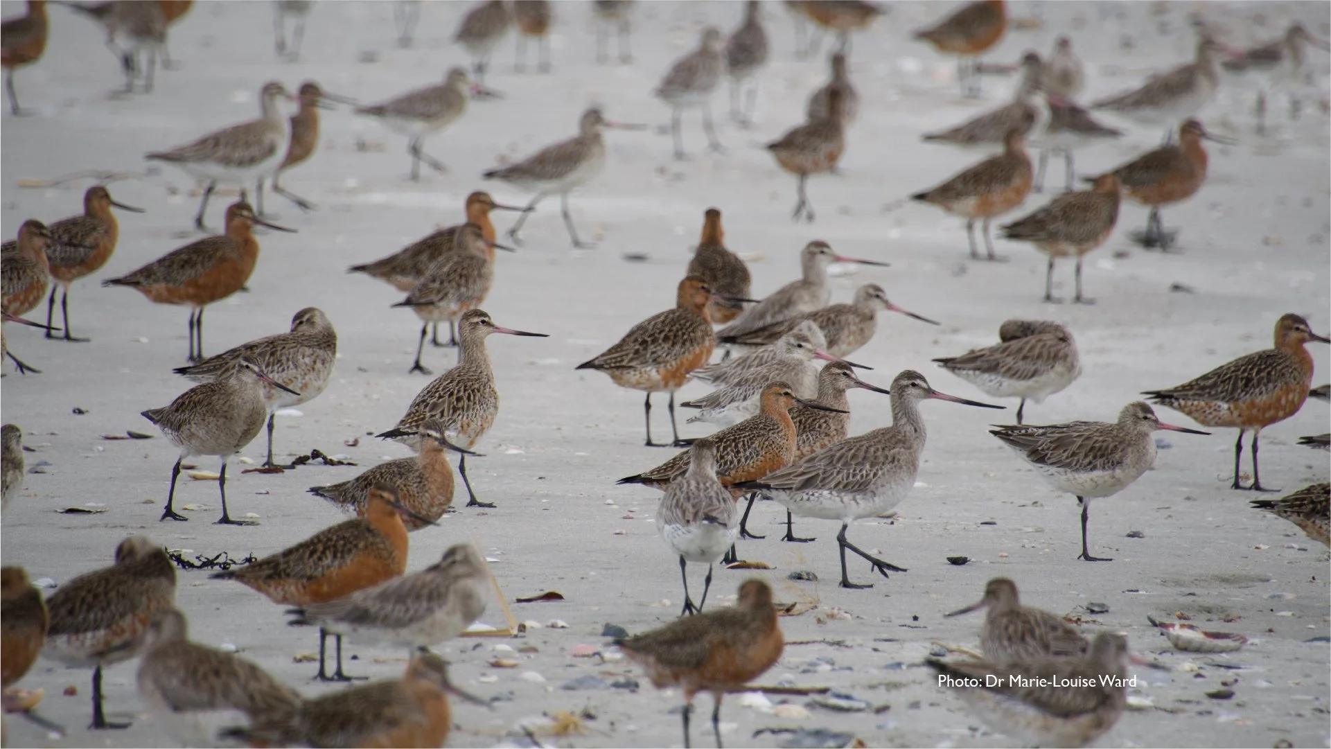 Bartailed Godwits resting on a beach