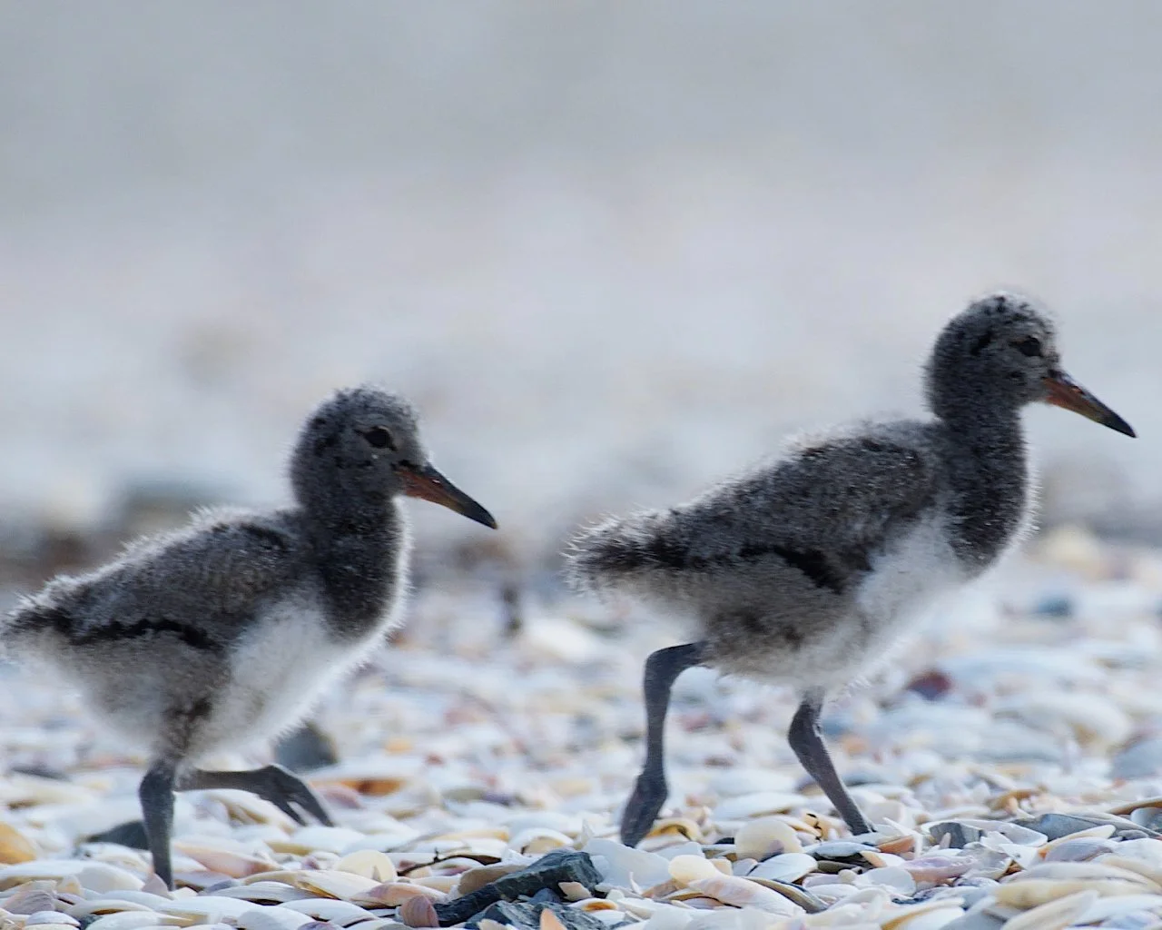 Two fluffy black-and-white shorebird chicks walking across a shell-covered beach