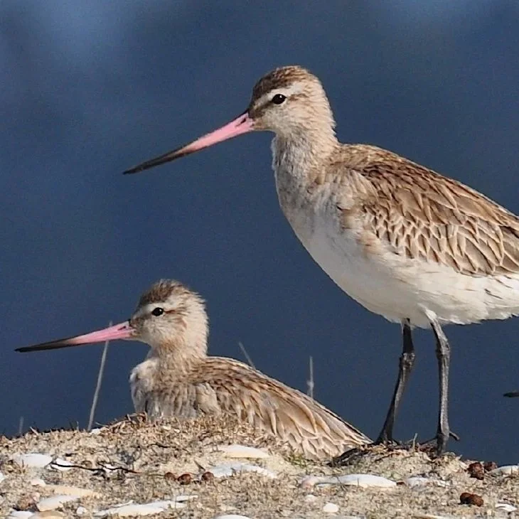 LONG HAUL: Bar-tailed godwit