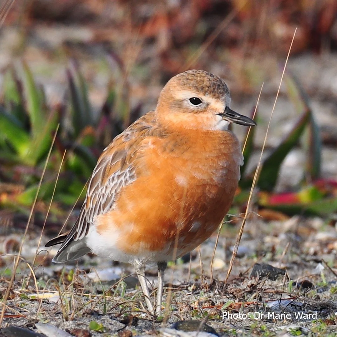 LOCALS: Northern New Zealand dotterel | Variable oystercatcher | Reef heron | Pied Shag