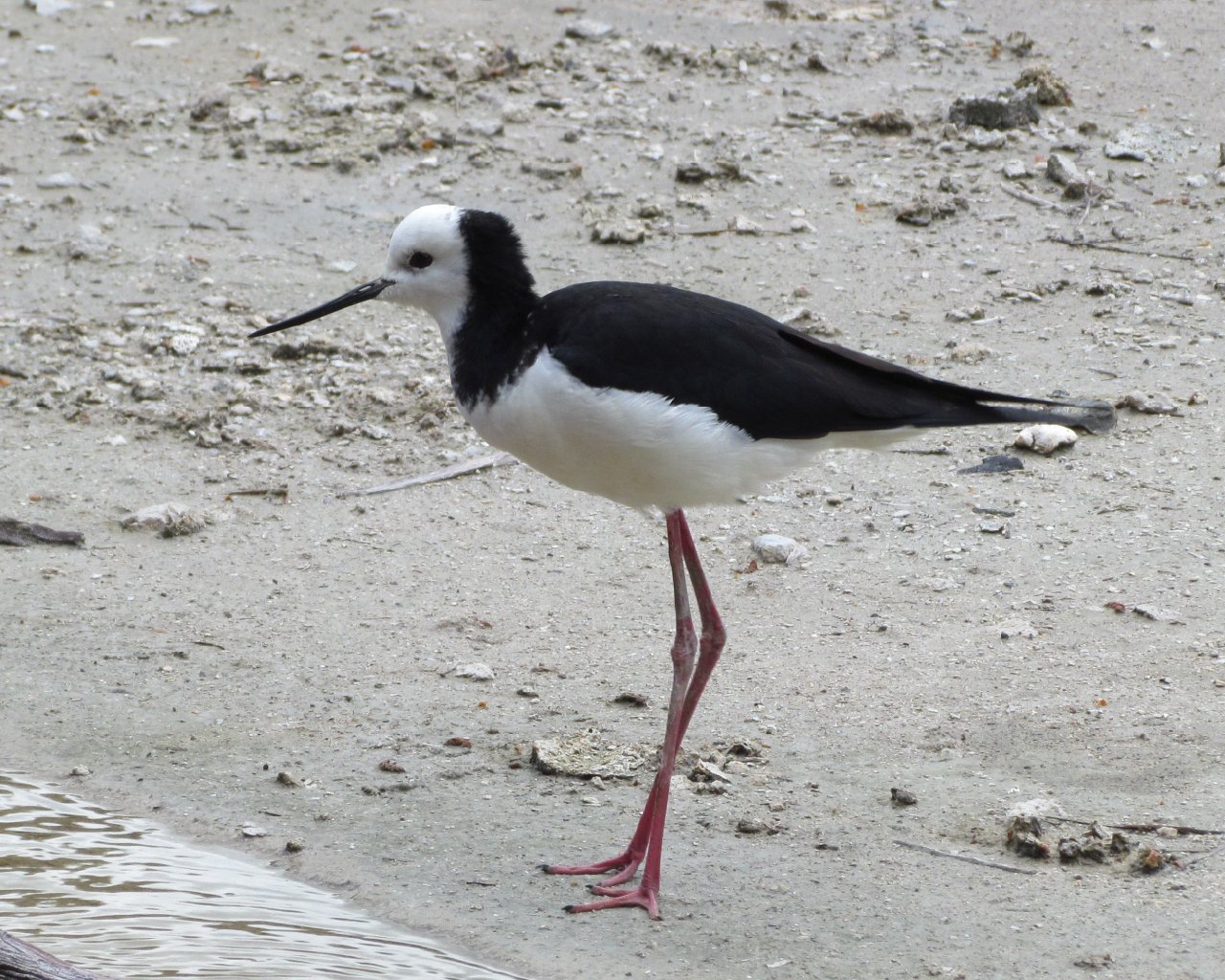 Black-winged stilt standing on a muddy shoreline
