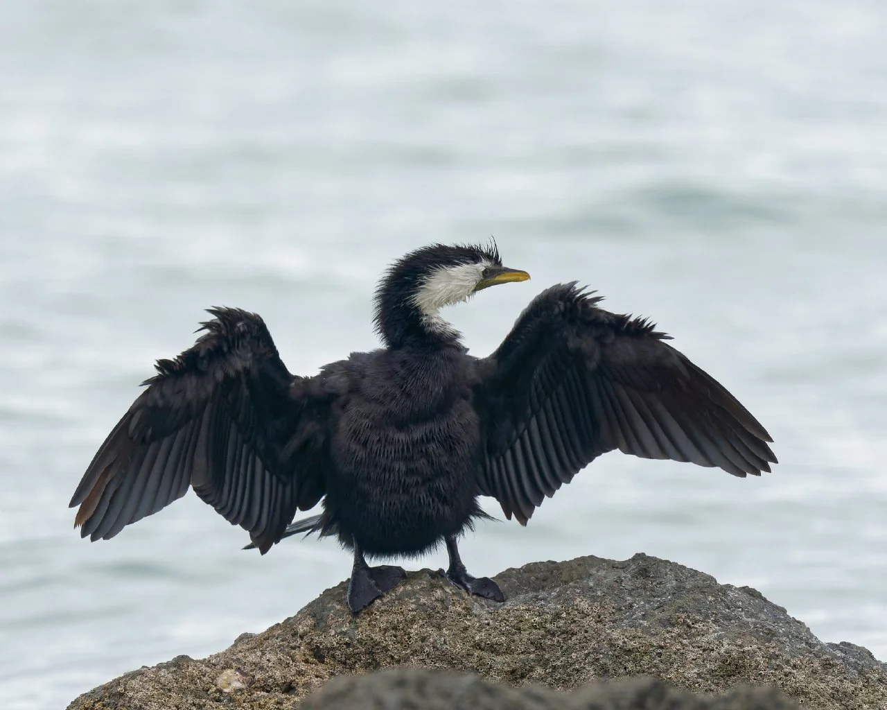 The back of a pied shag with his wings open tasting the breeze, he is standing on a rock