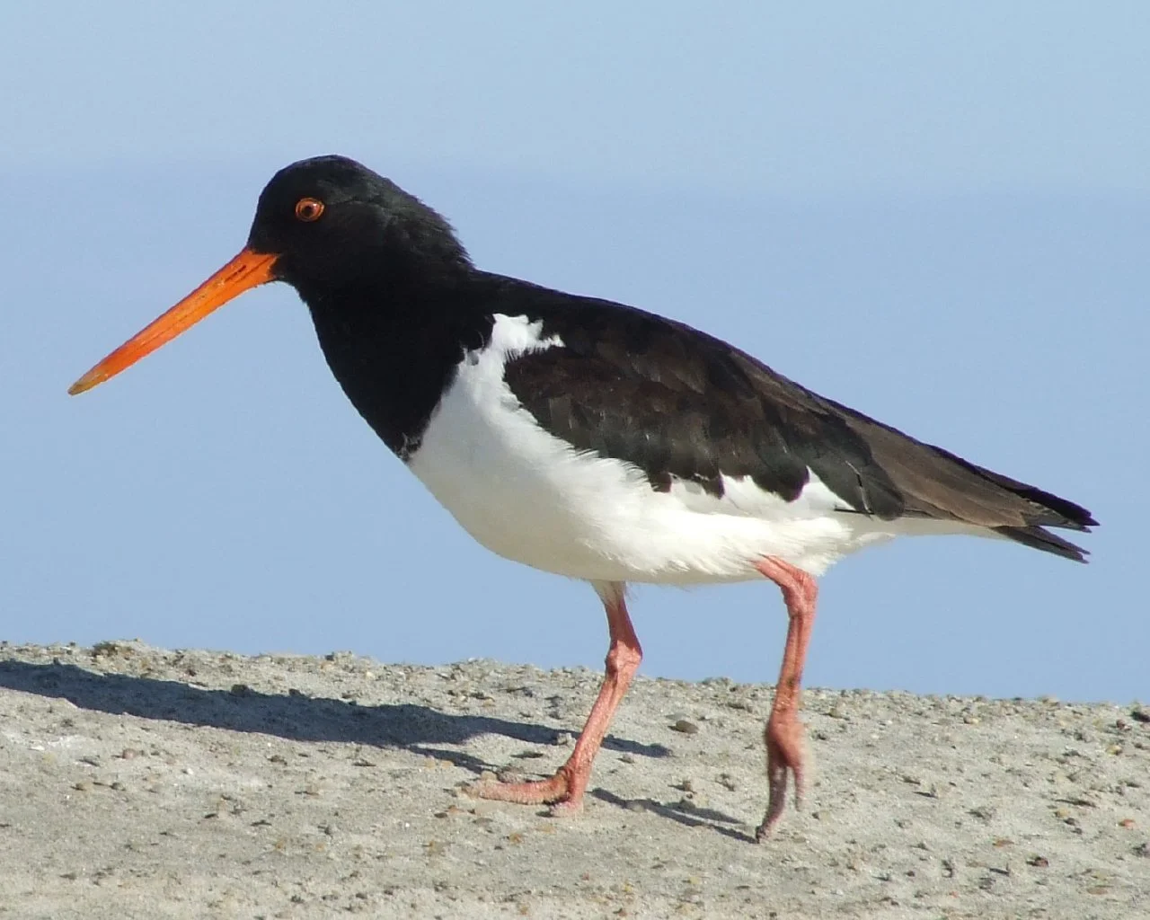 Black-and-white oystercatcher with a long orange bill standing on a sandy beach