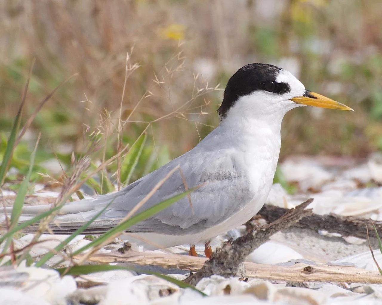 close up of the side of a fairy tern shorebird, white and grey body with a black head