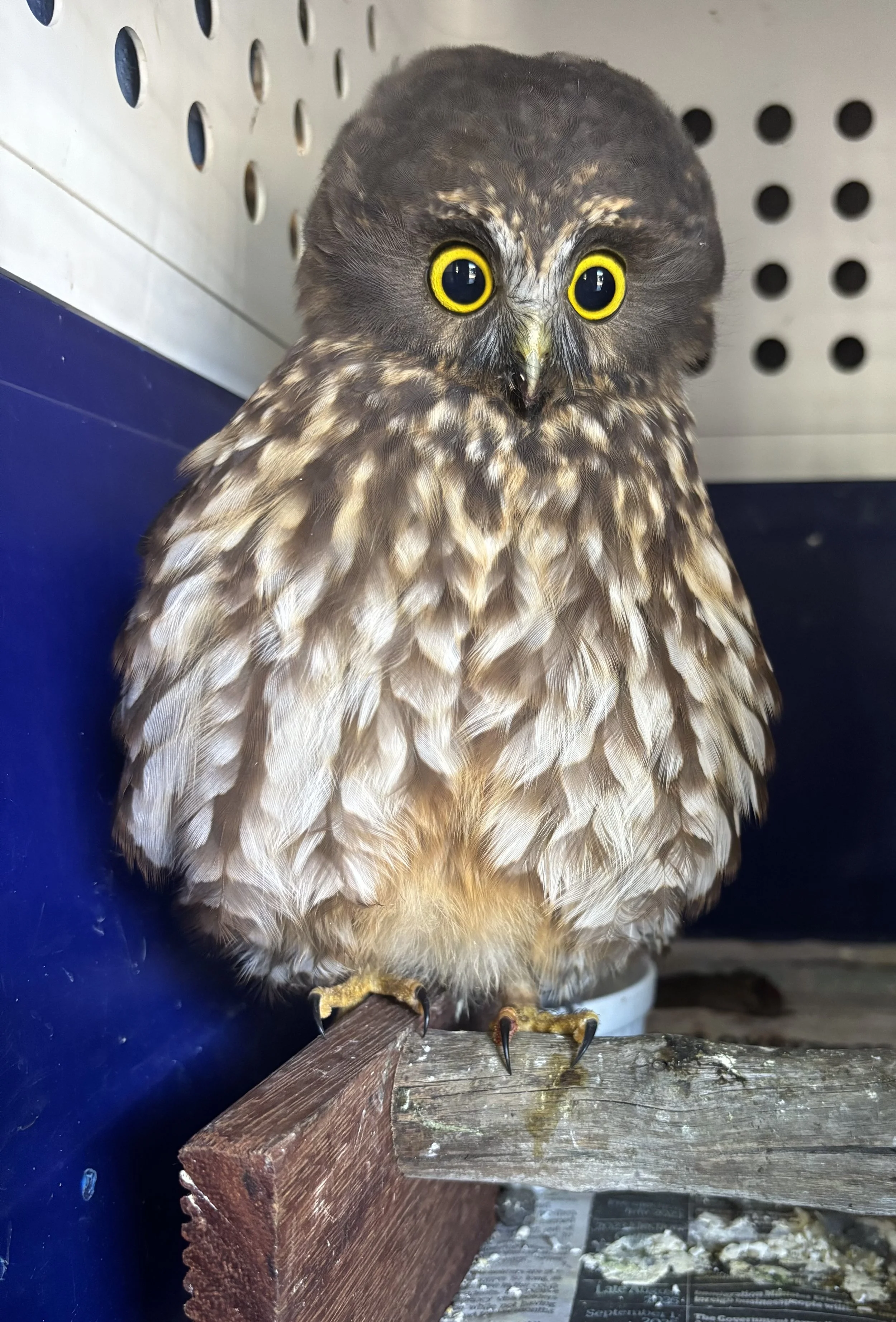 Ruru owl