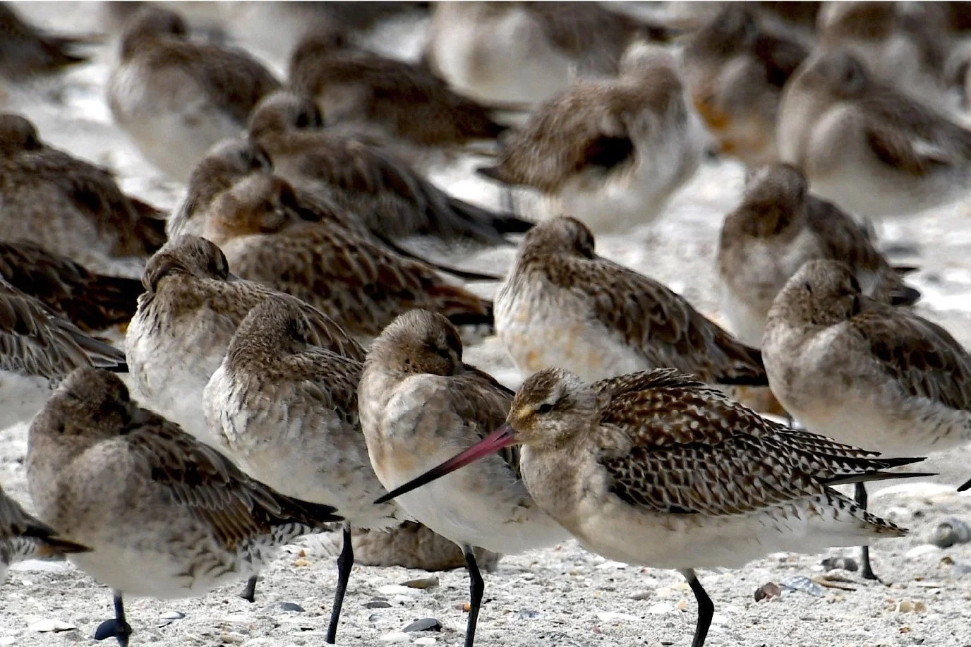 Flock of shorebirds, including a long-billed bar-tailed godwit, resting on a sandy beach