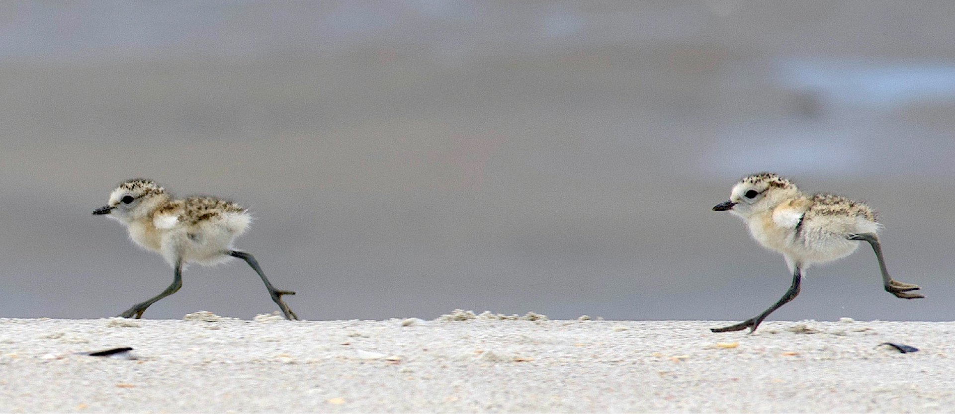 Two fluffy shorebird chicks walking across a sandy beach