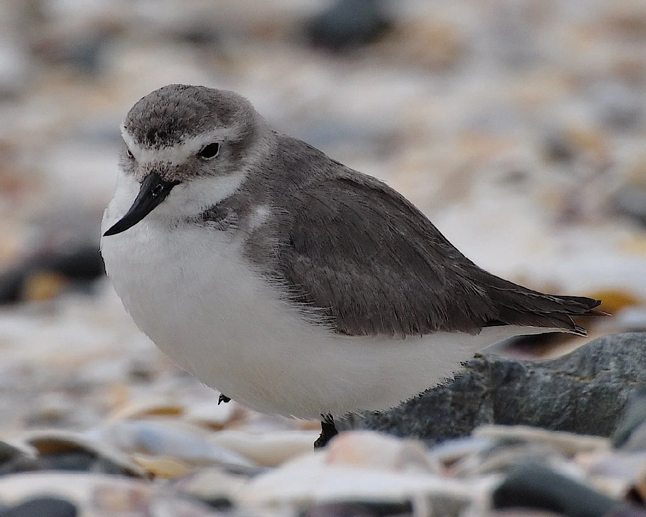 close up of white and grey wrybill shorebird.
