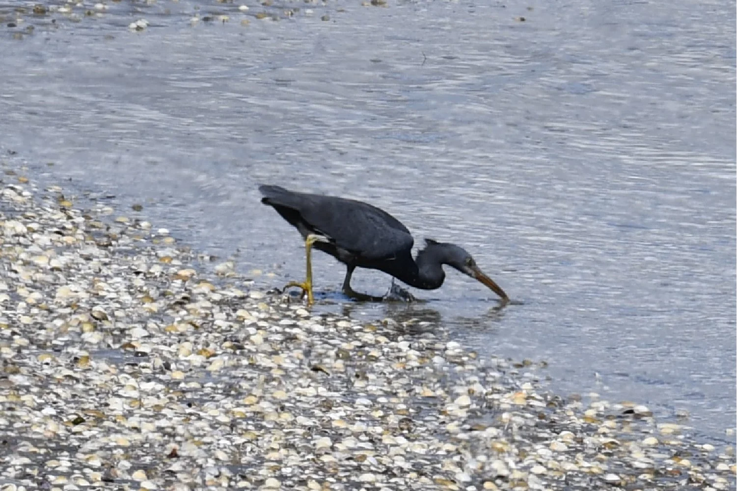 Black heron wading and foraging in shallow water along a rocky shoreline