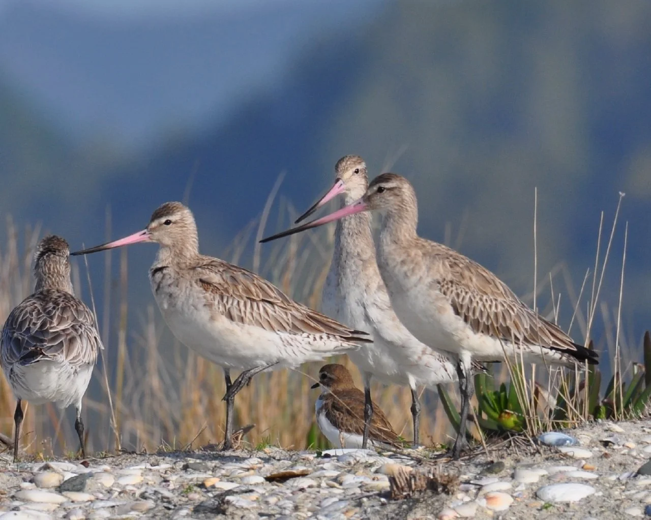 Four black-tailed godwits and a smaller shorebird standing on a shell-covered shoreline near marsh grass