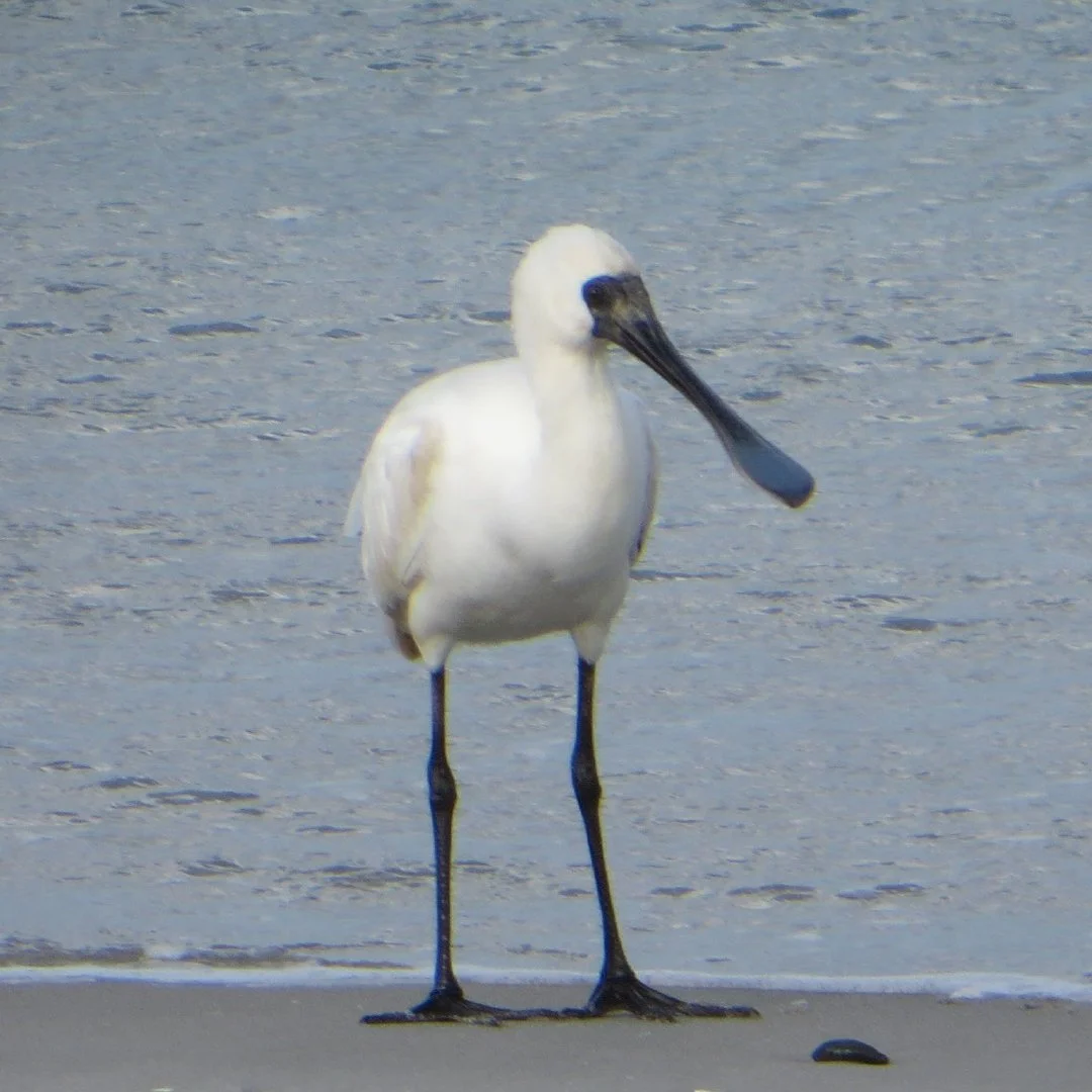VISITORS: Wrybill | Fairy tern | Pied stilt | South Island oystercatcher | Caspian tern | Banded dotterel | Spoonbill