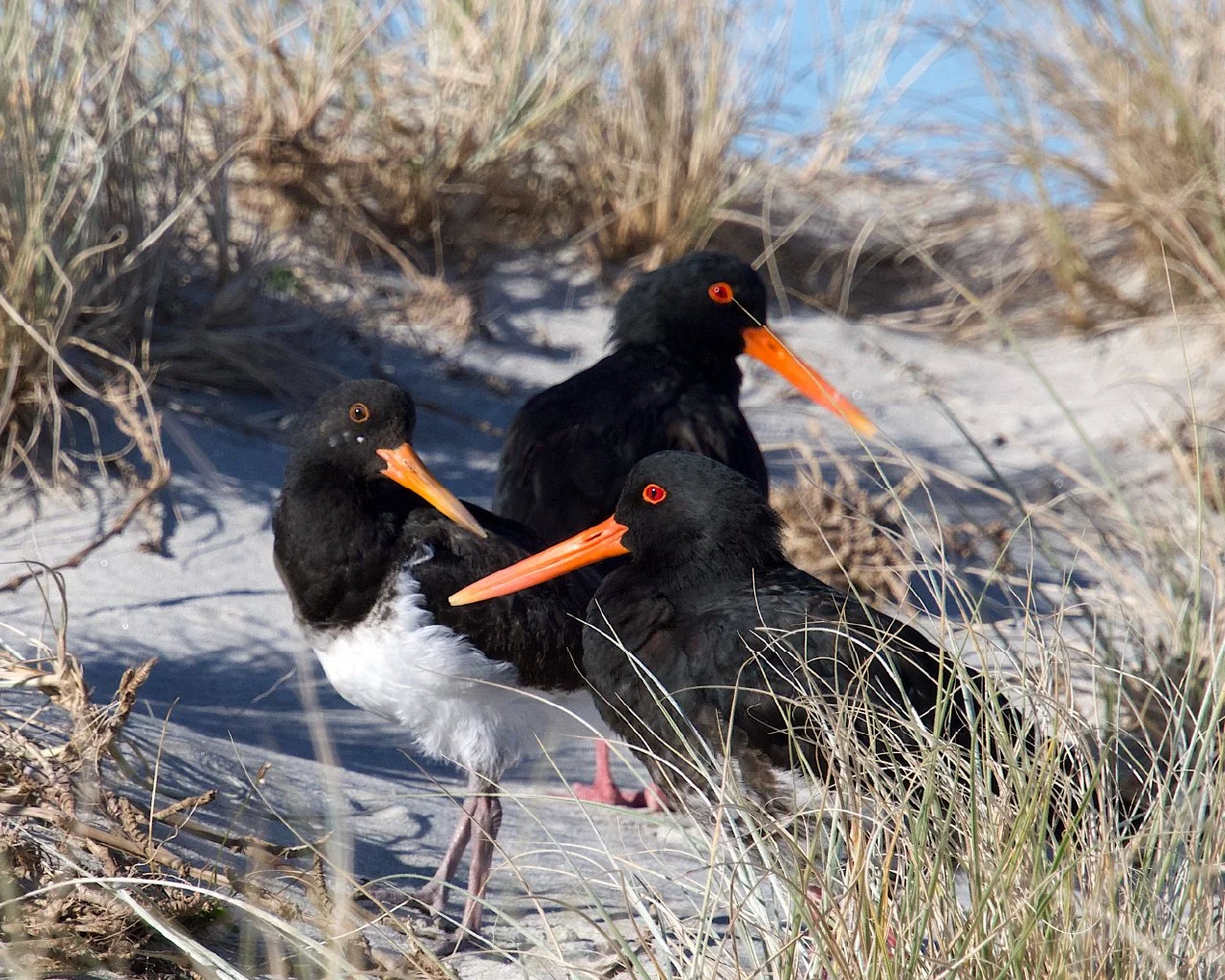 A close up of two Variable Oystercatcher parents and a chick with a white chest and they all have long bright orange beaks.