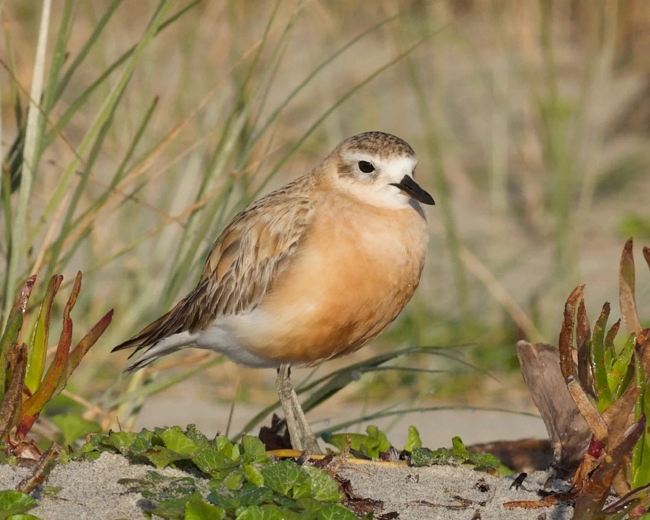 A close up of a rare NZ Northern Dotterel shorebird