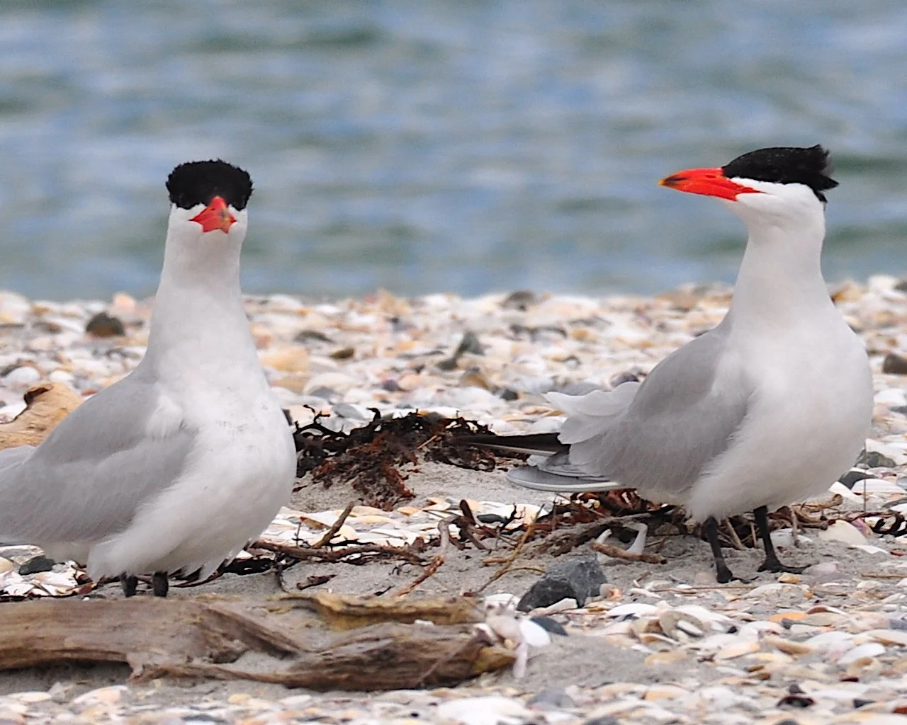 Two black-capped terns with bright red bills standing on a shell-covered beach beside the water