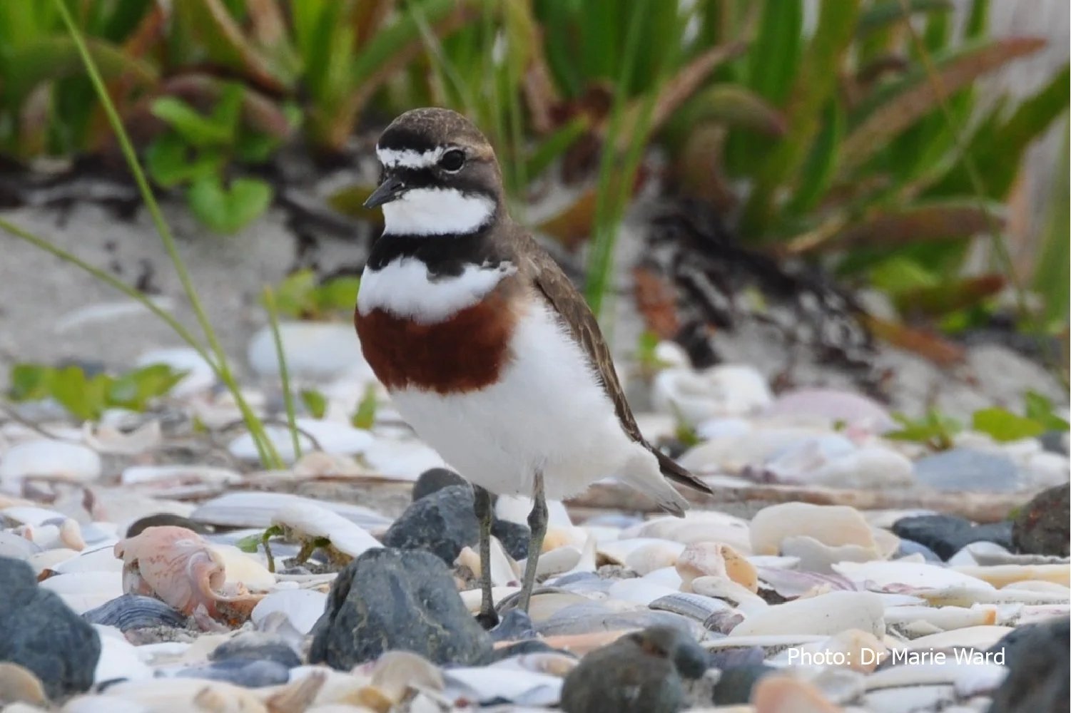 Lesser sand plover standing on a shell-covered beach near coastal grasses