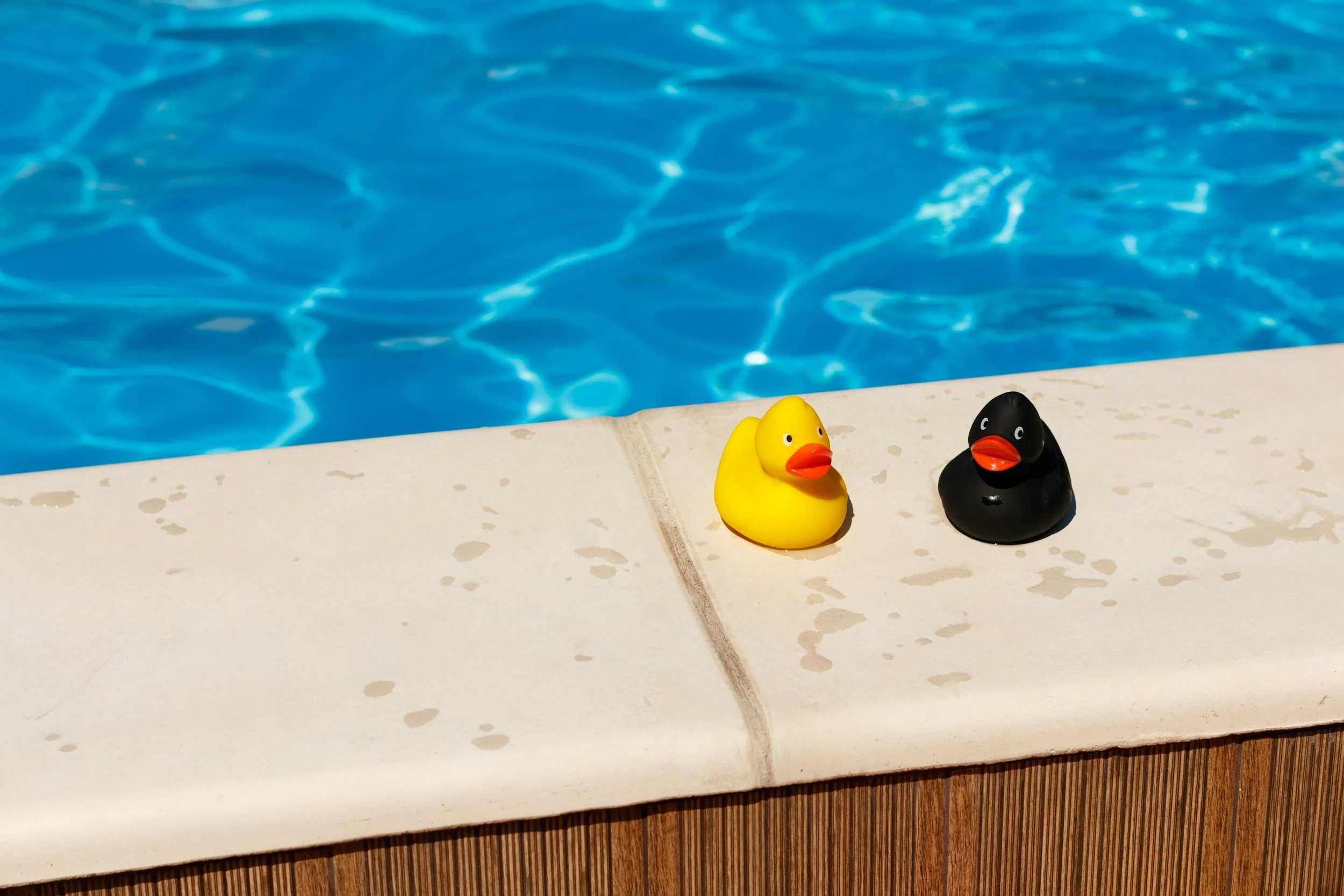 Two rubber ducks, one yellow and one black, sitting on the edge of a swimming pool.