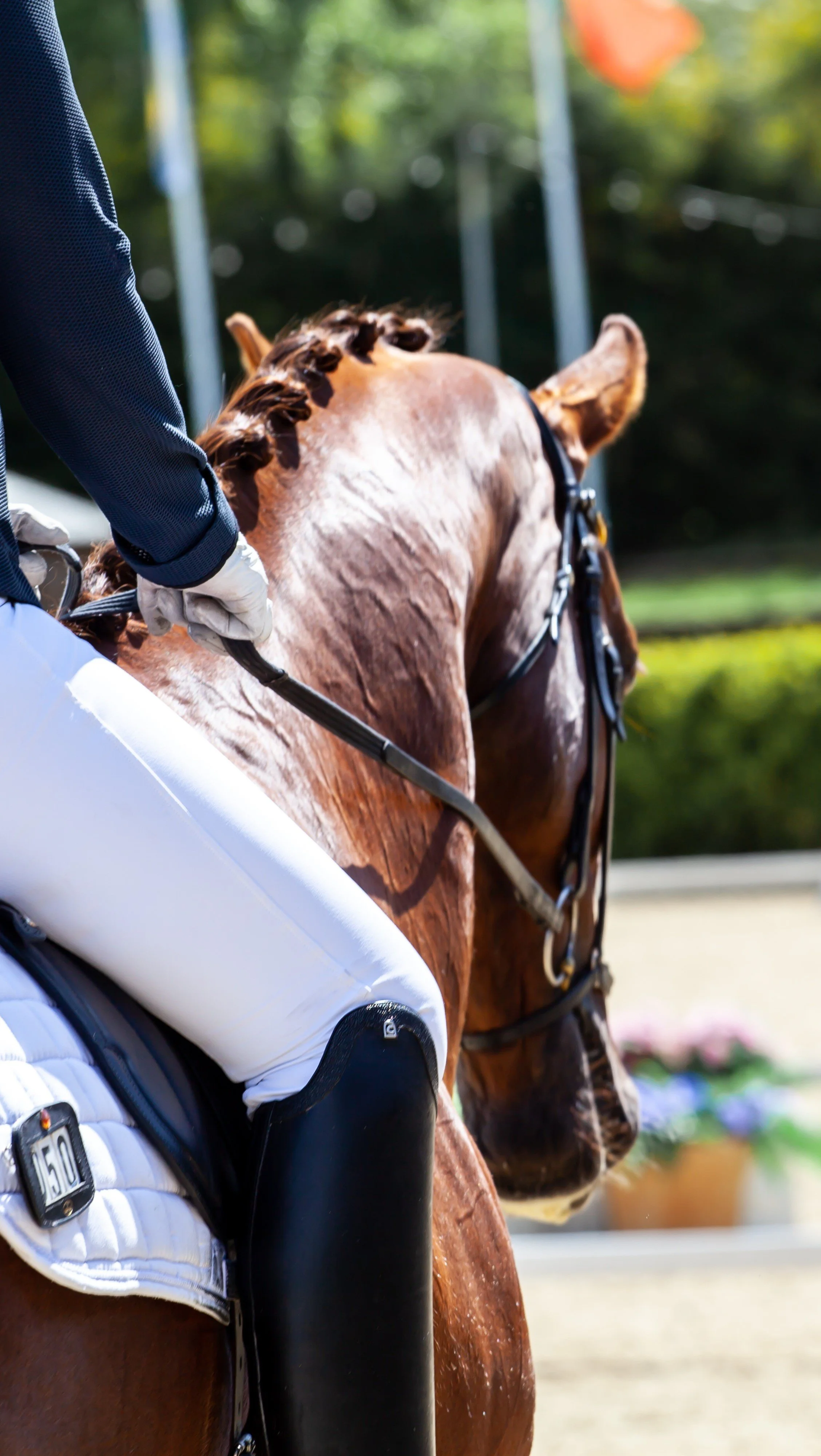 dressage .jpg