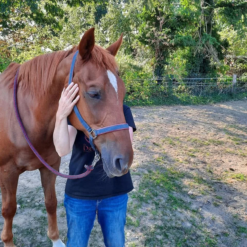 Releasing tension in the TMJ, the horse is relaxed, Britta is very calm and prsent.