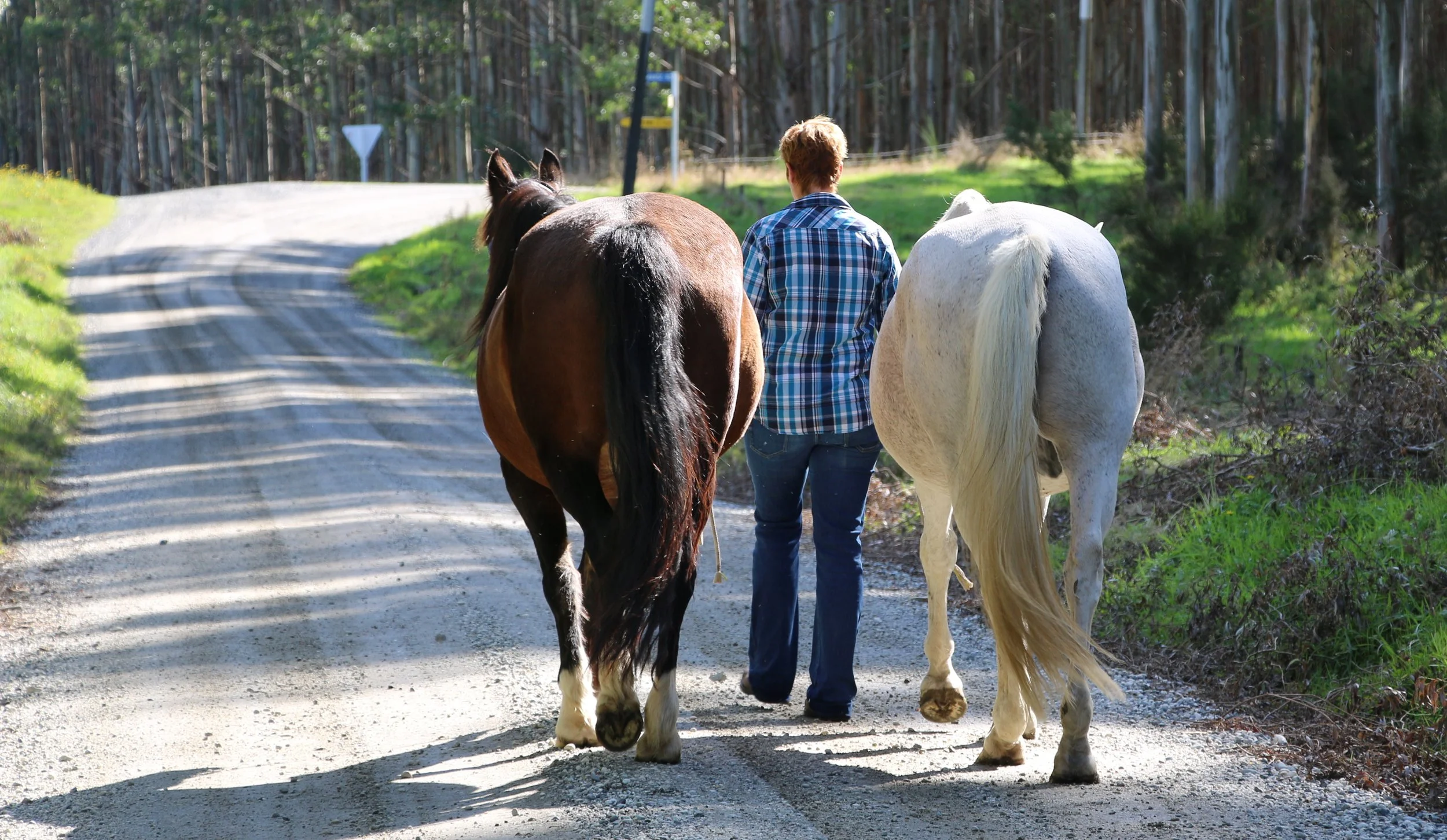 Trust yourself and your horse and rebuild connection.