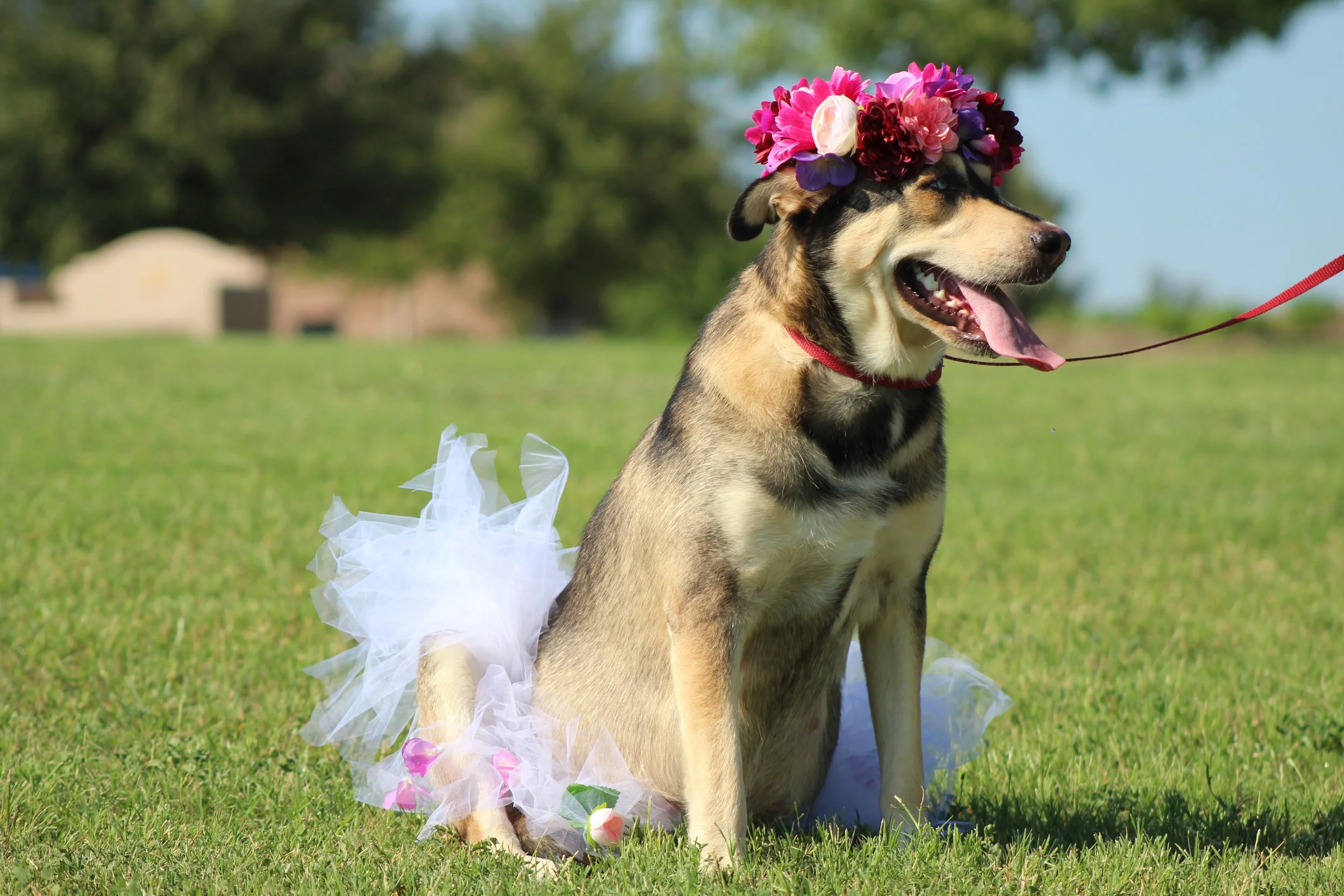 Cornucopia Maternity Shoot_6901.JPG